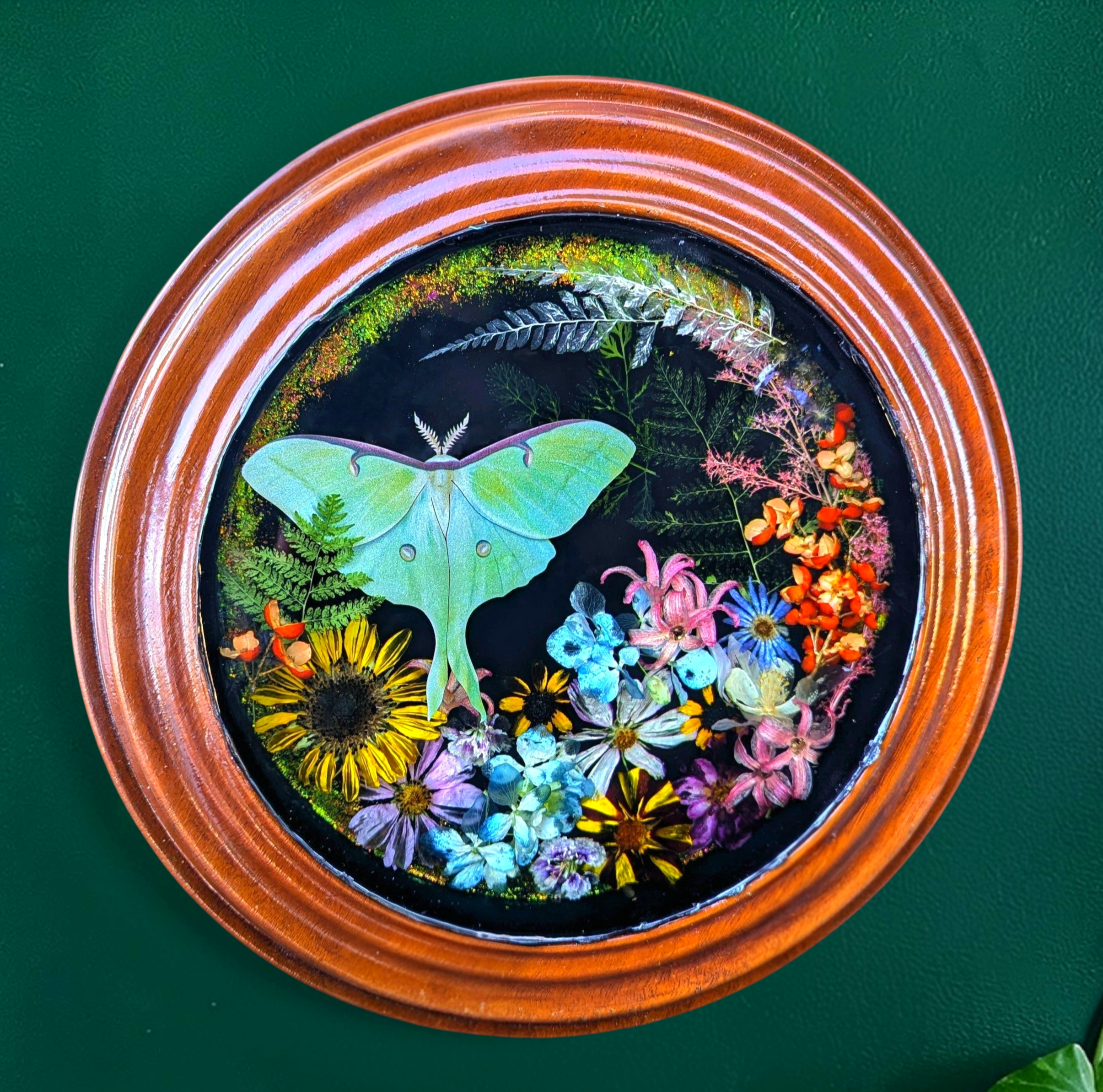 9" Luna Moth Framed Wall Decor