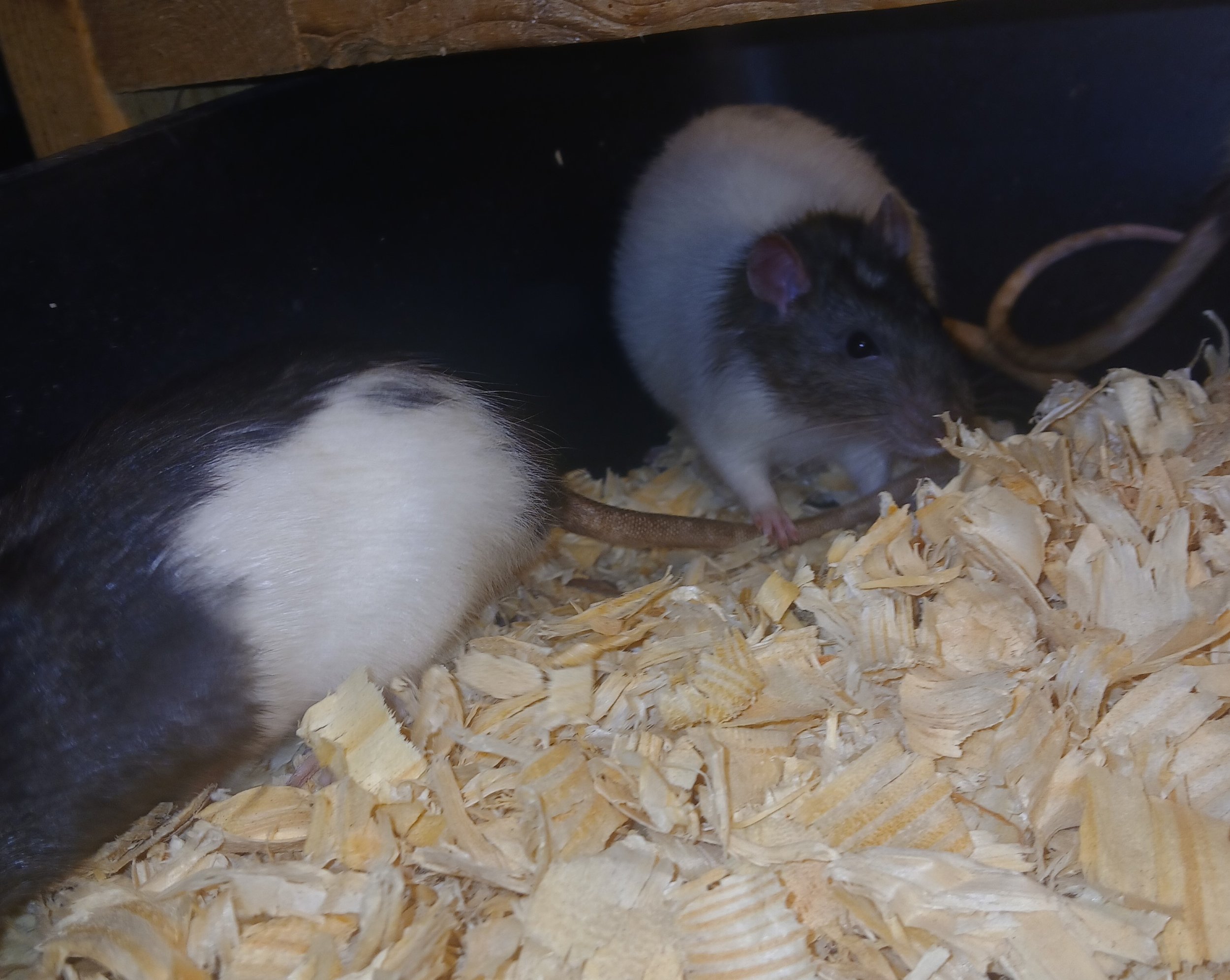 Large Rat-1.jpg