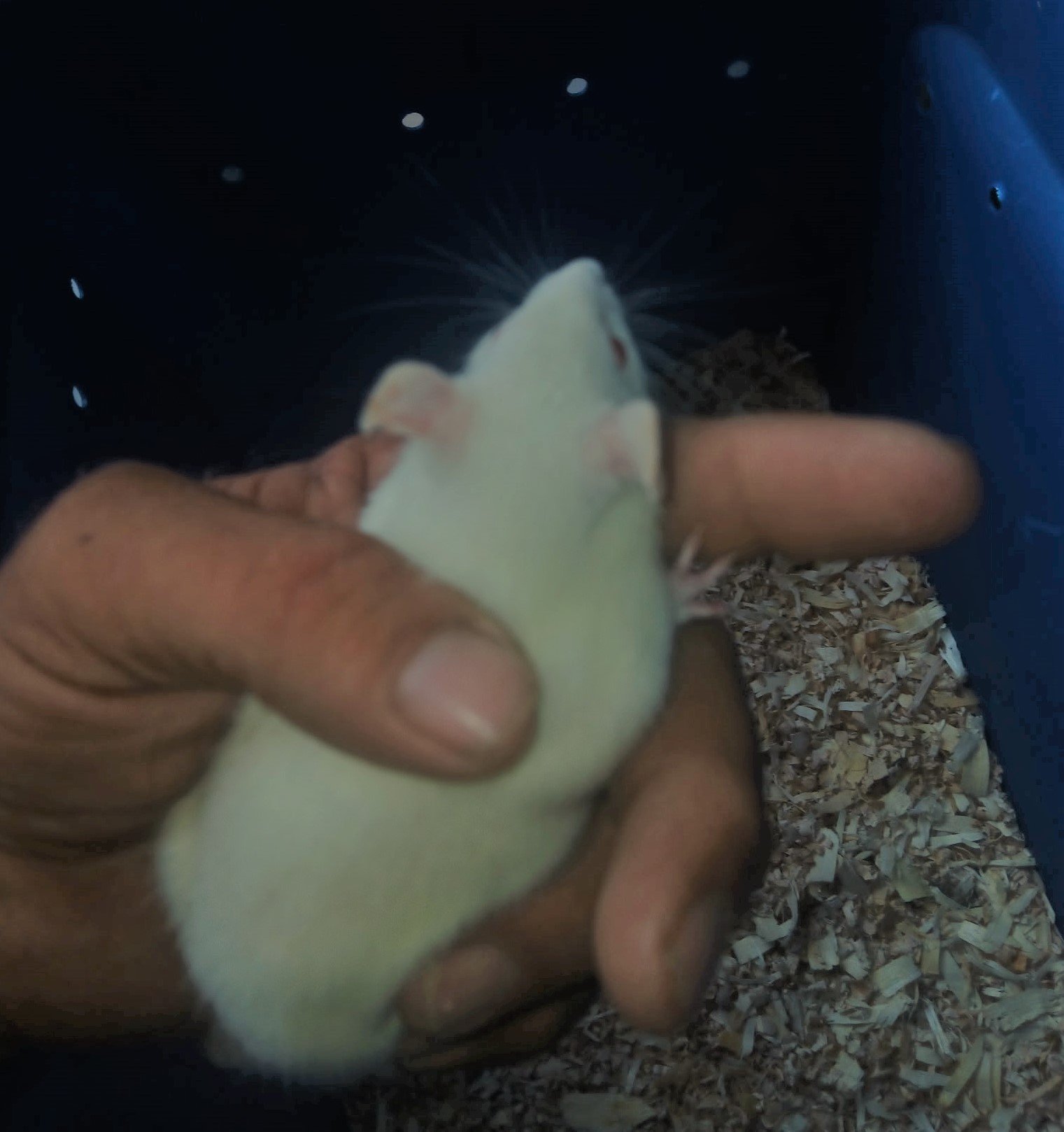 Live Small Rats