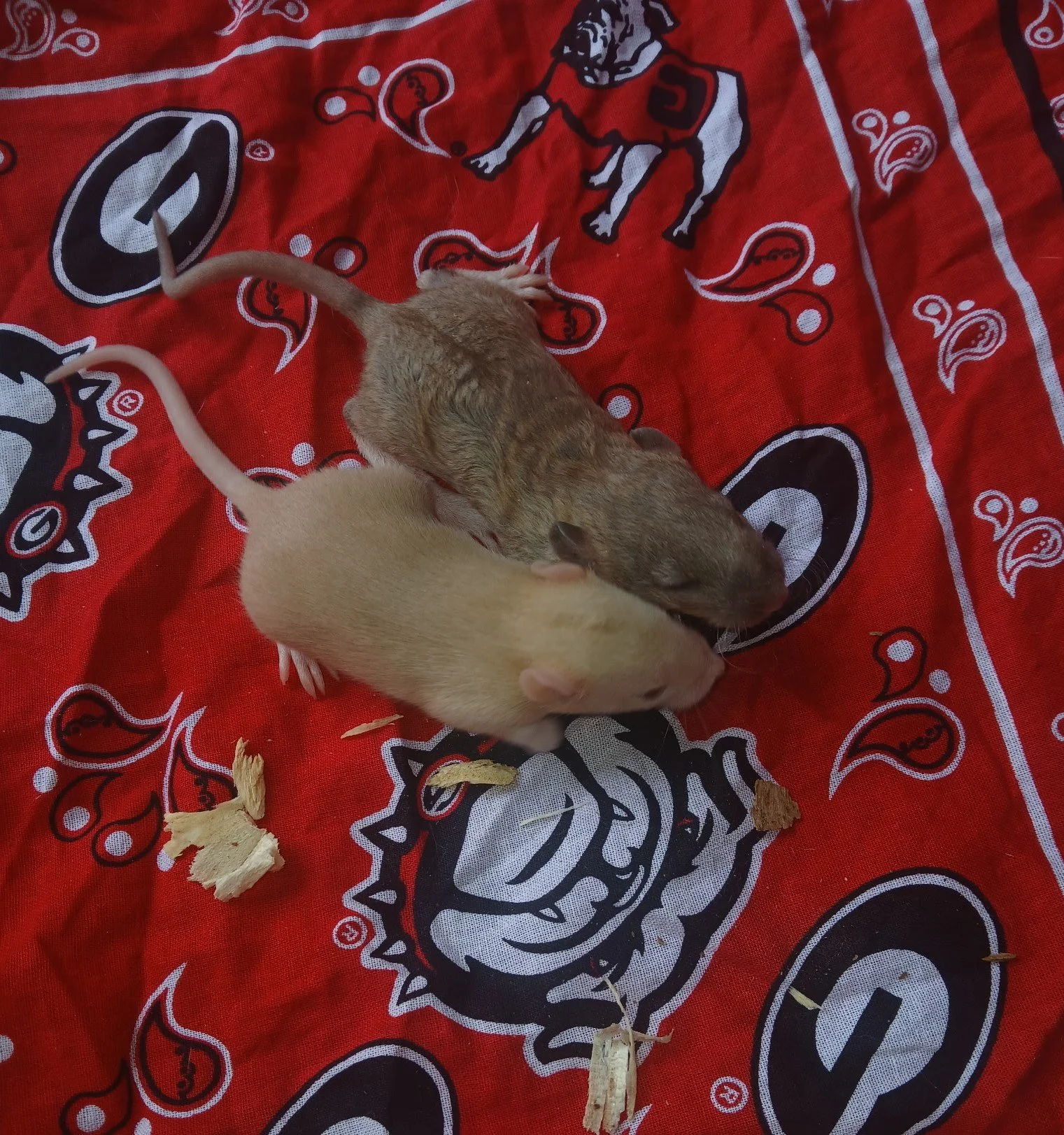Live Pup Rat