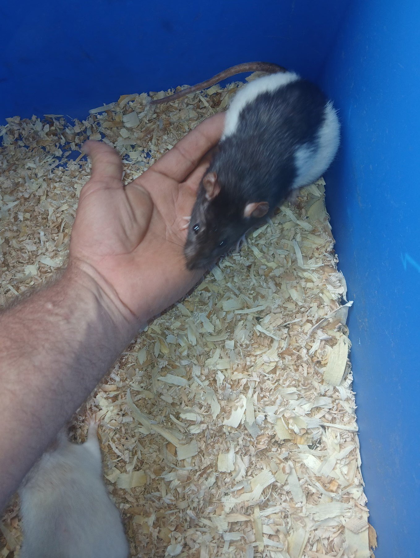 Live Large Rats