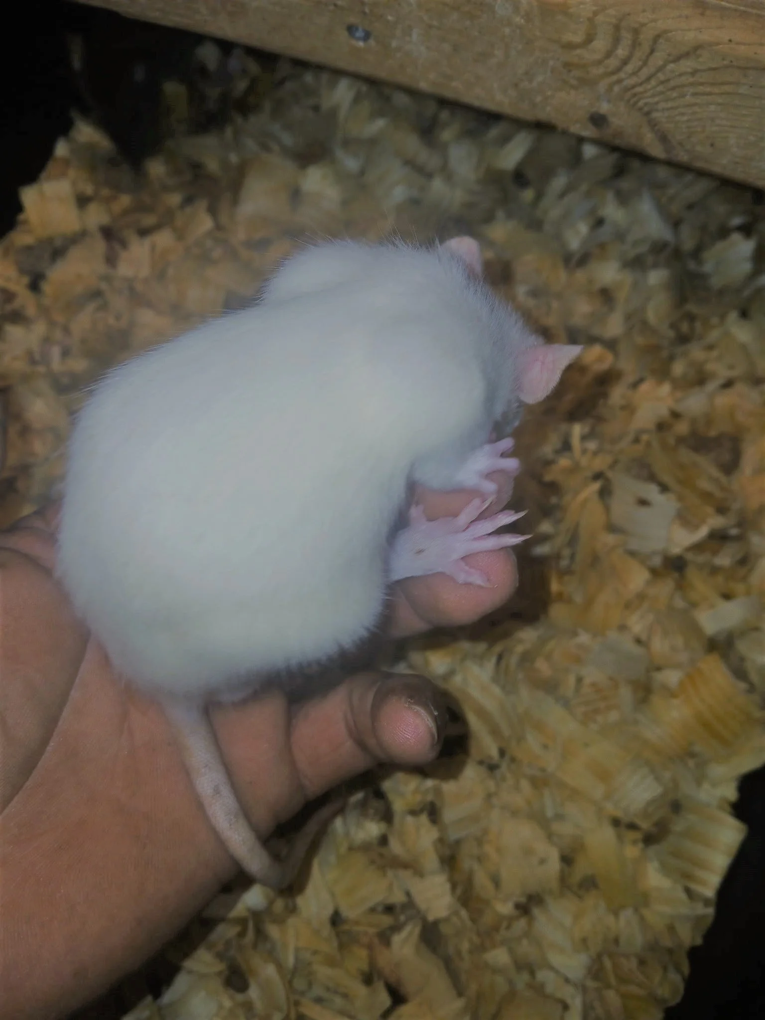 rat24.jpeg