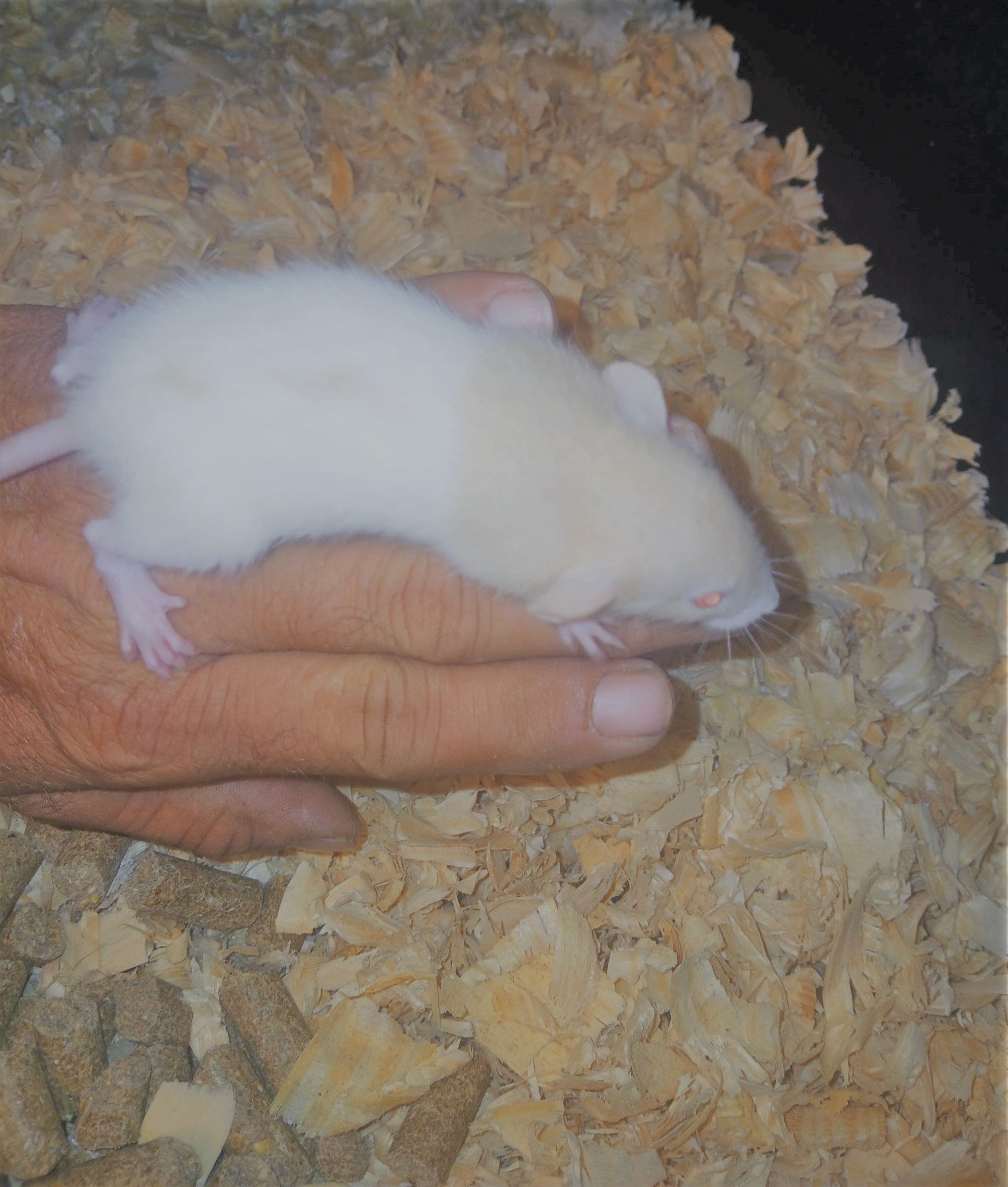 Live Wean Rats
