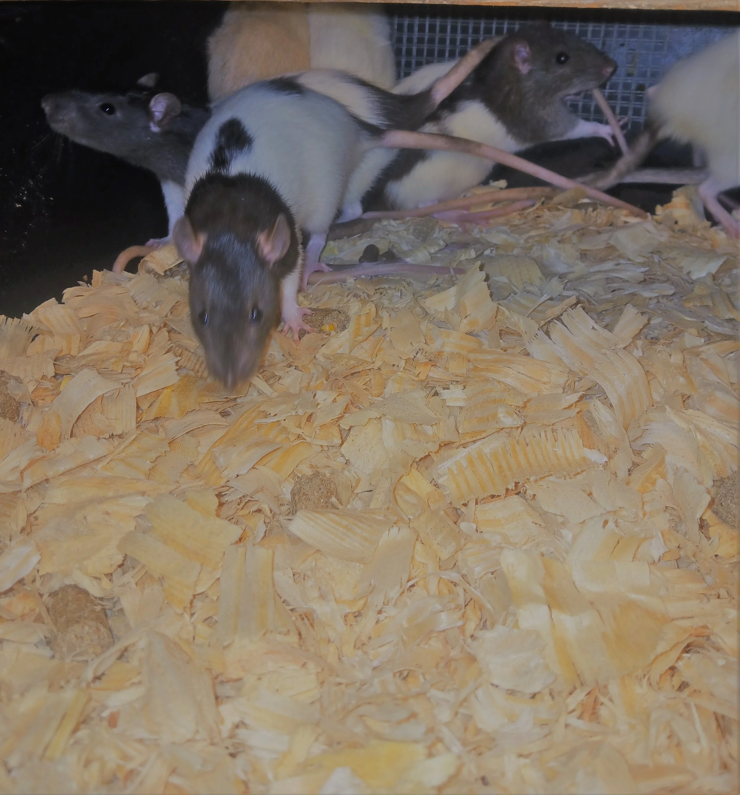 Small Rat.jpg