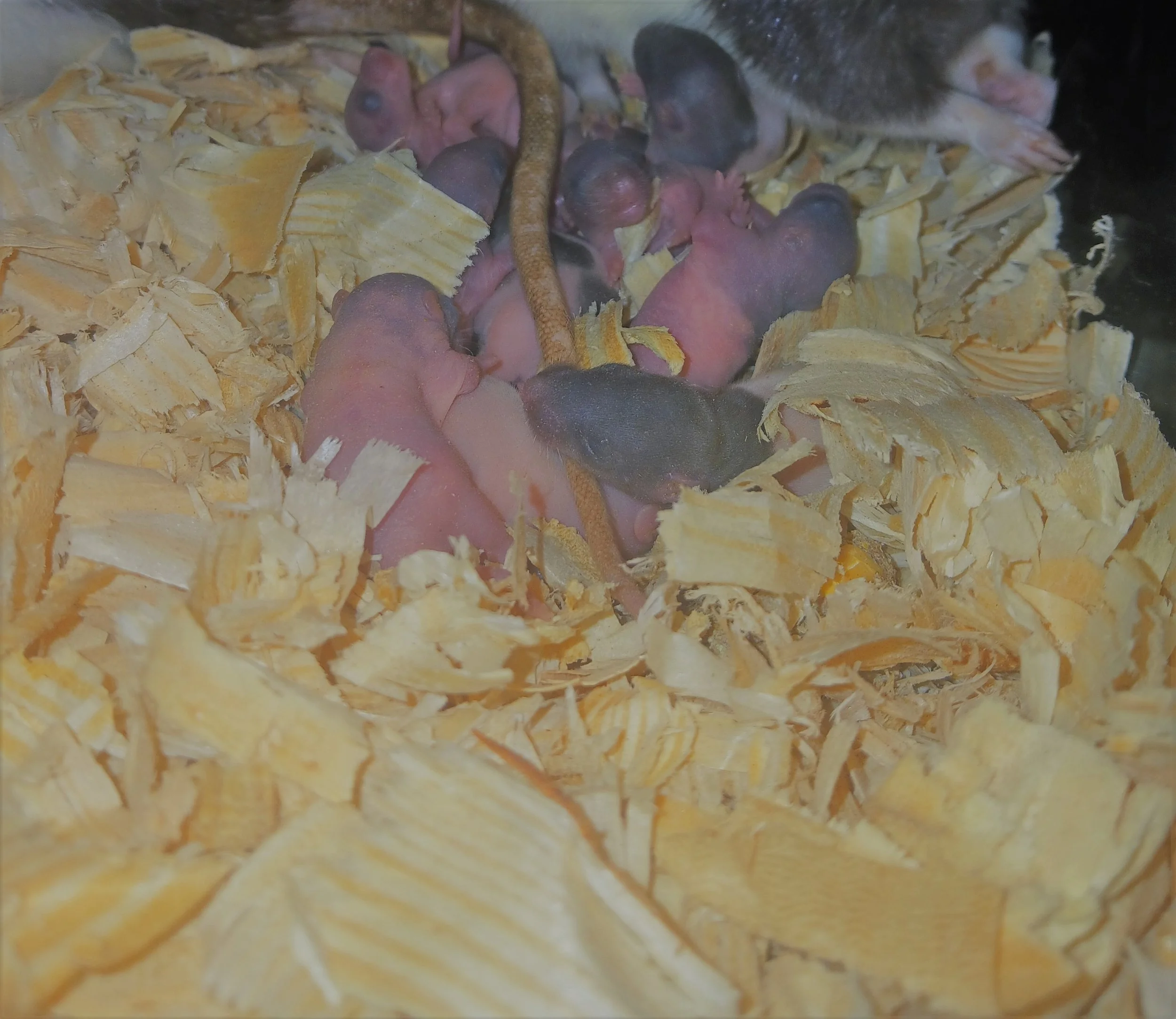 Fuzzy Rat-2.jpg