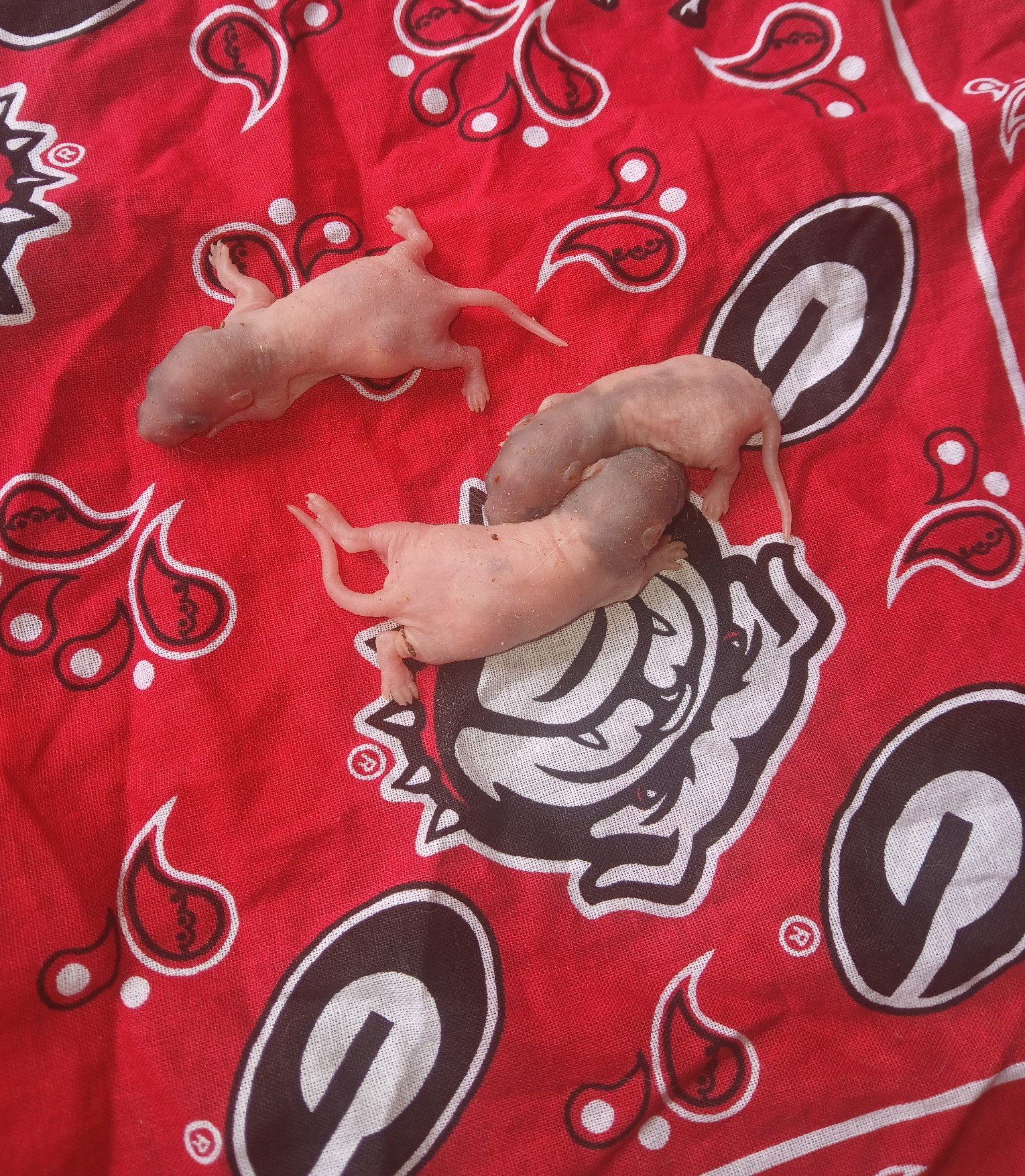 Pinky Rat-1.jpeg