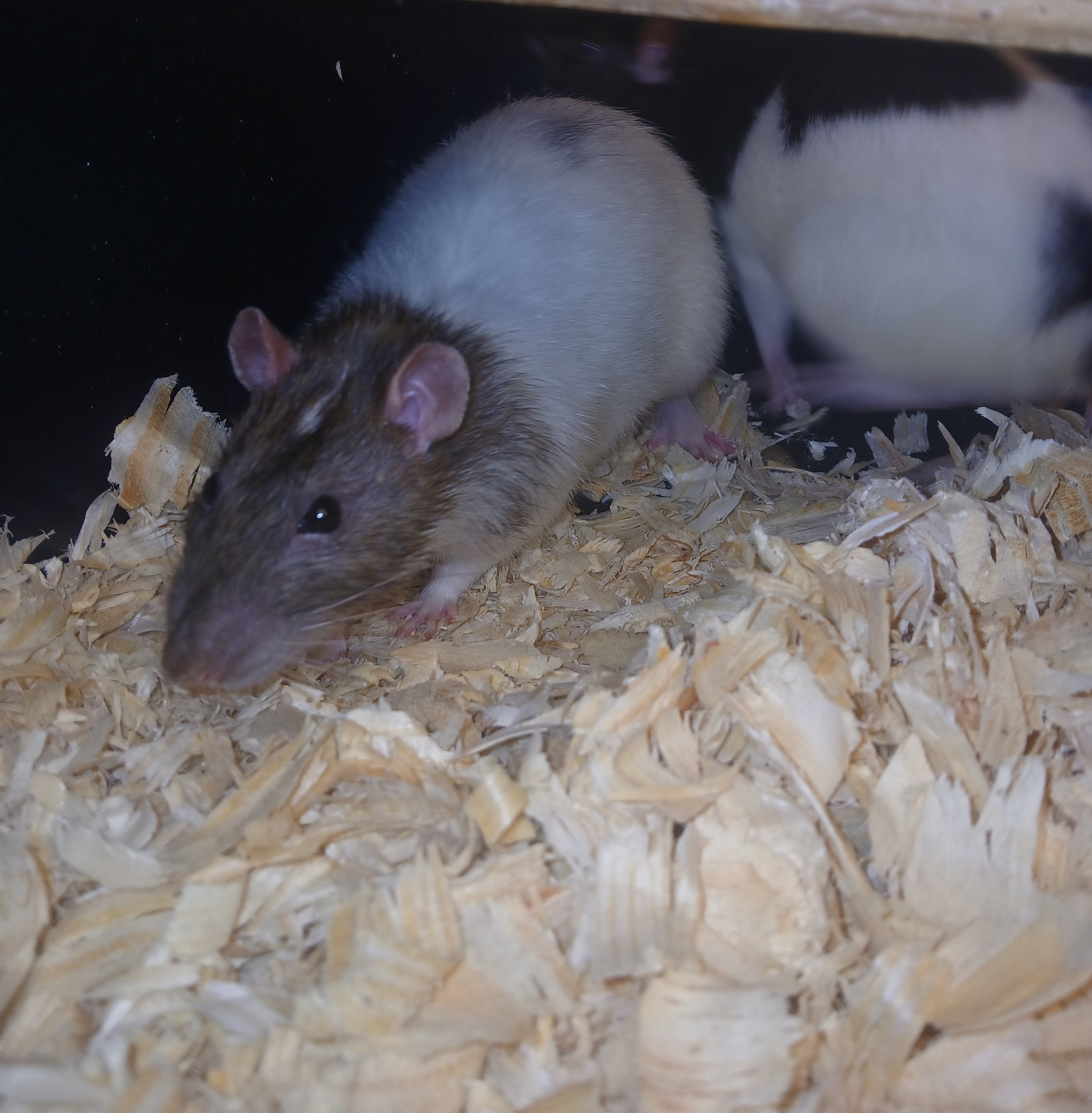 Live Medium Rats