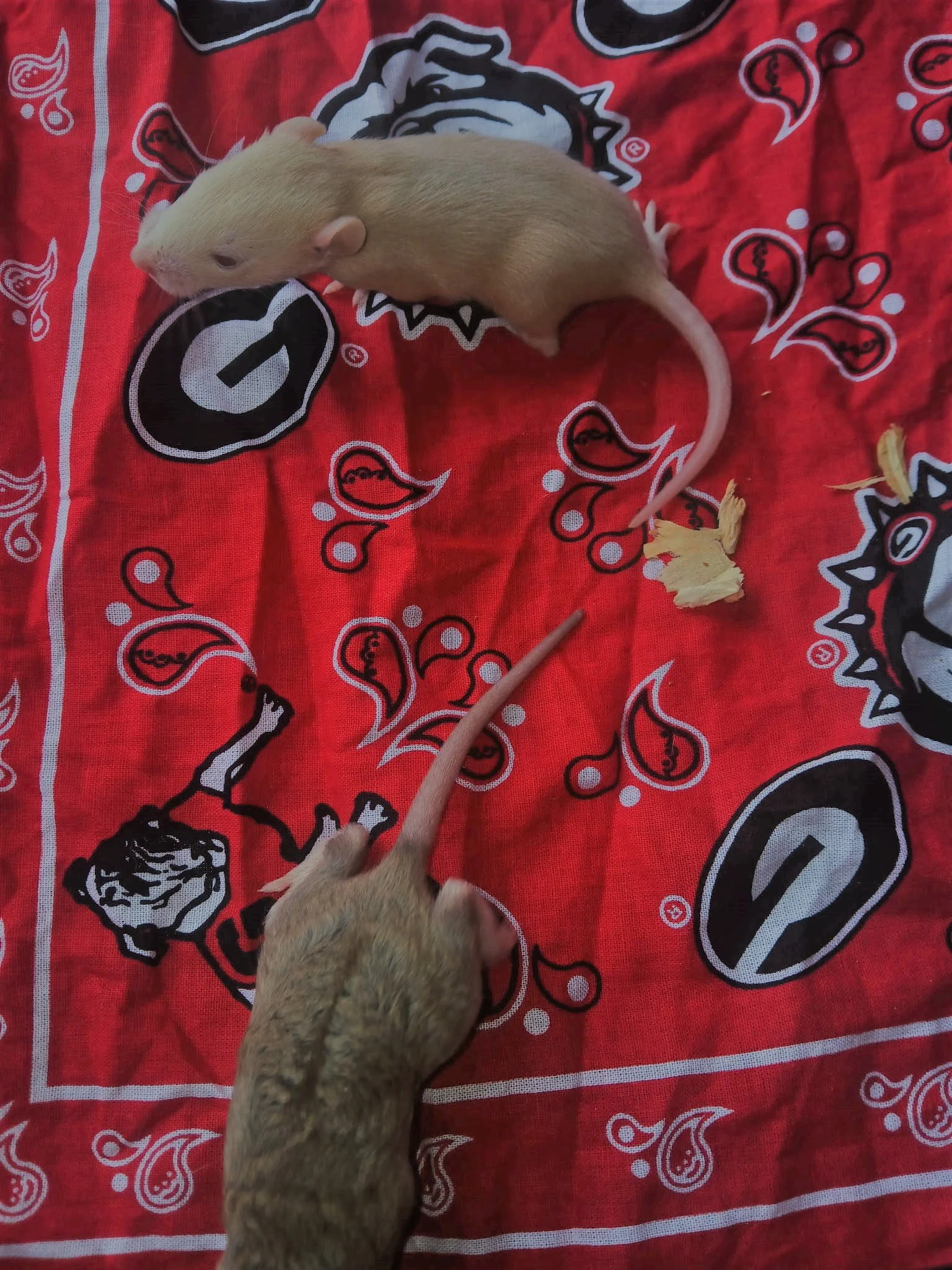 rat20.jpeg