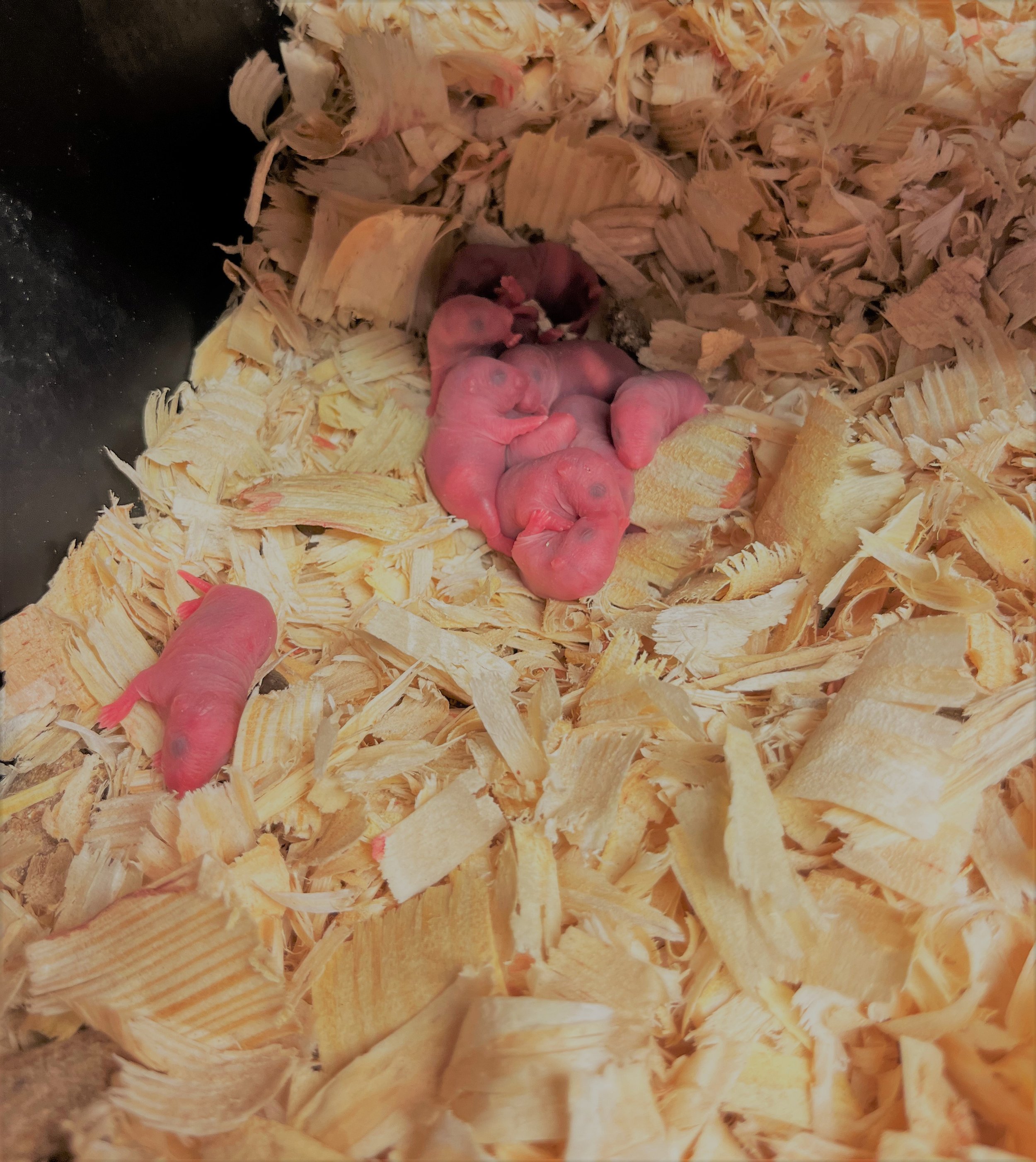 Live Pinky Rats