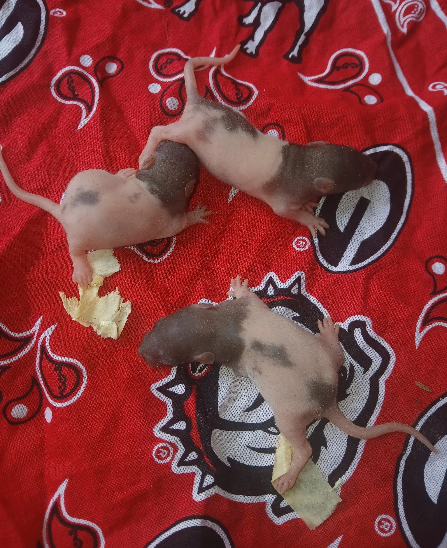 Live Fuzzy Rats