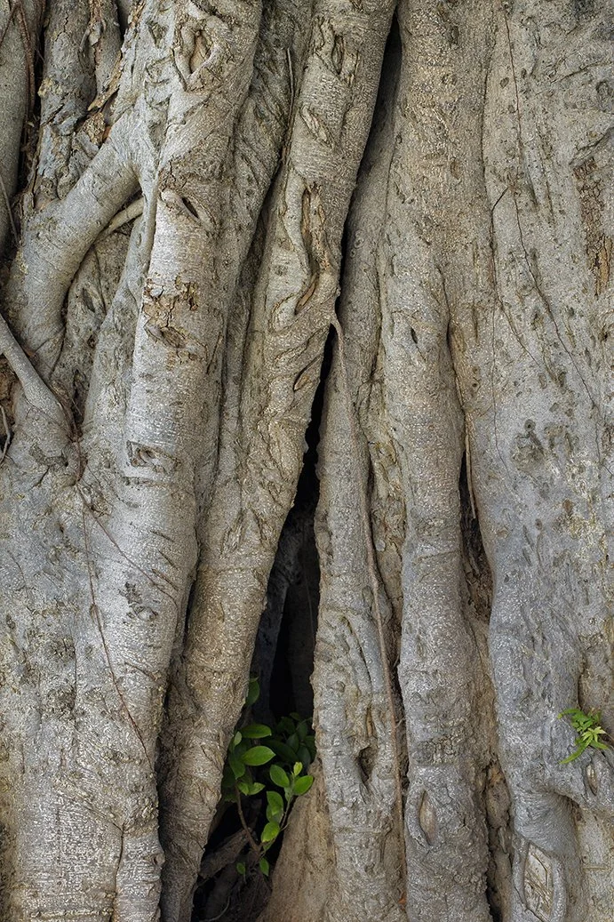 Close-up of the textured bark of a large, old tree with a small green plant growing in a crevice at its base.