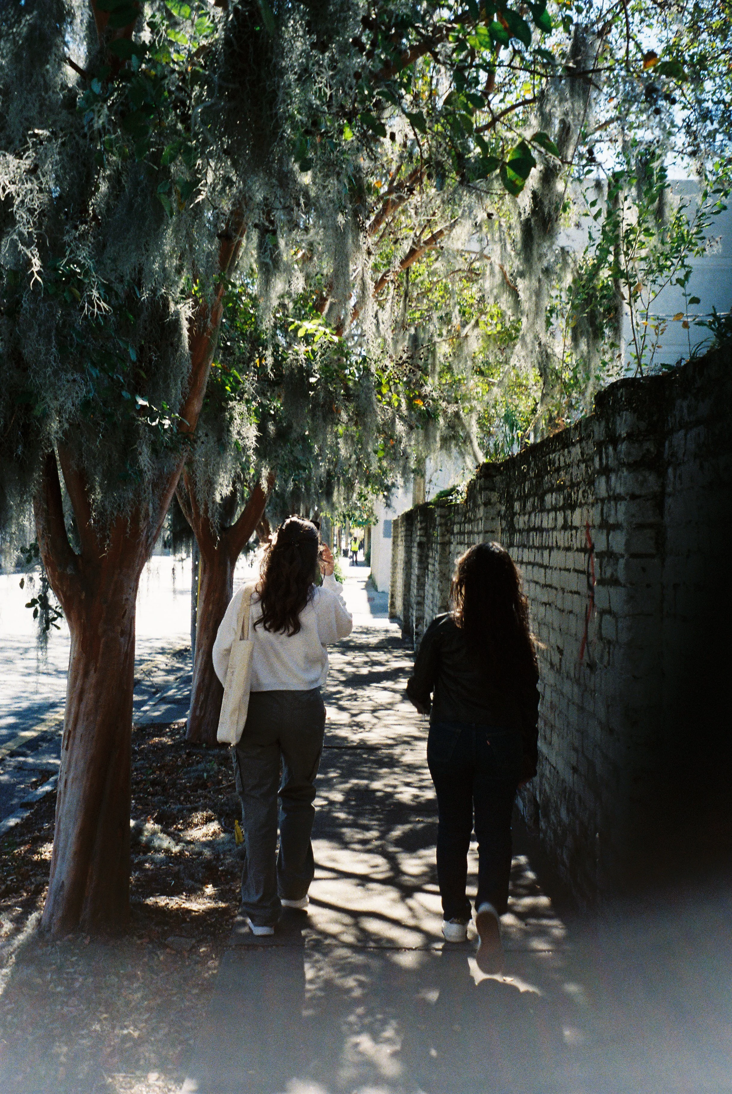 Three people walking down a sidewalk beside a brick wall, shaded by trees with Spanish moss hanging from their branches.