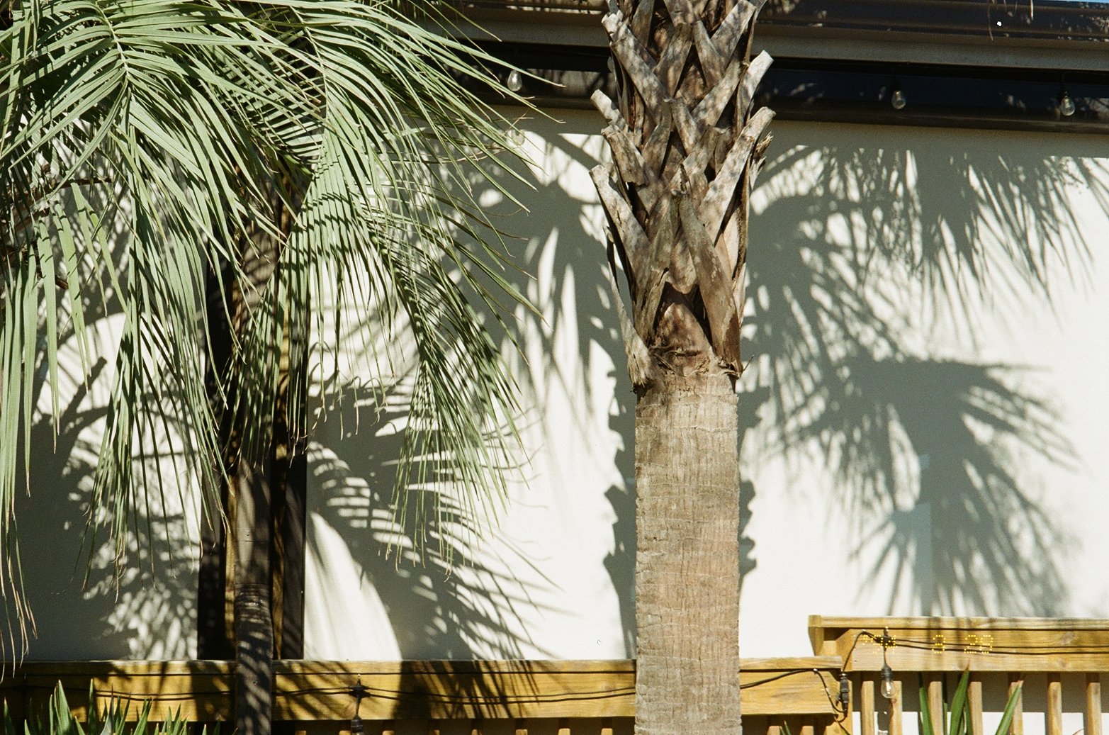 A tall palm tree with a textured trunk and long, arching, green fronds casting shadows on a white wall. A wooden railing with string lights is visible at the bottom of the image.