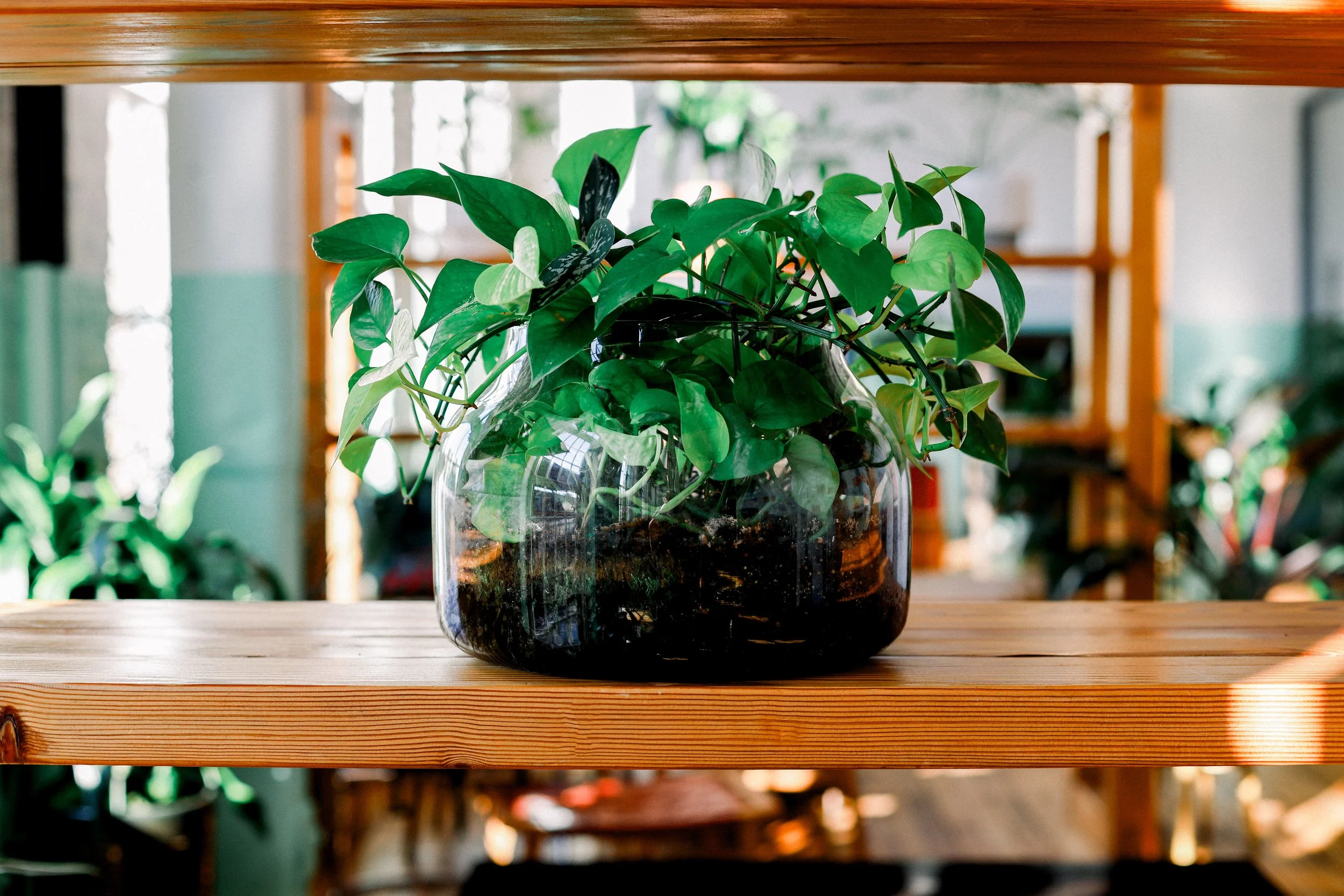 Green pothos plant in a glass jar on a wooden surface with blurred indoor background
