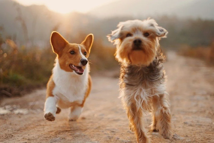 Who gets to keep the family pet in a property settlement?