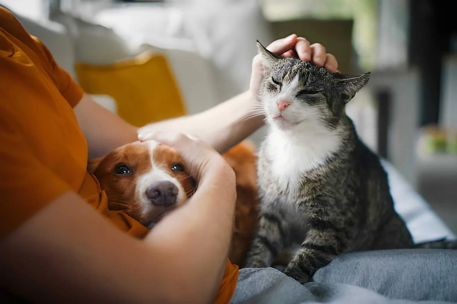 Can you ‘share care’ of your pet?
