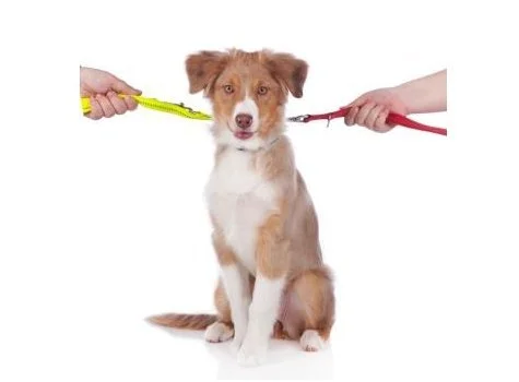 How does Family Law treat pets?