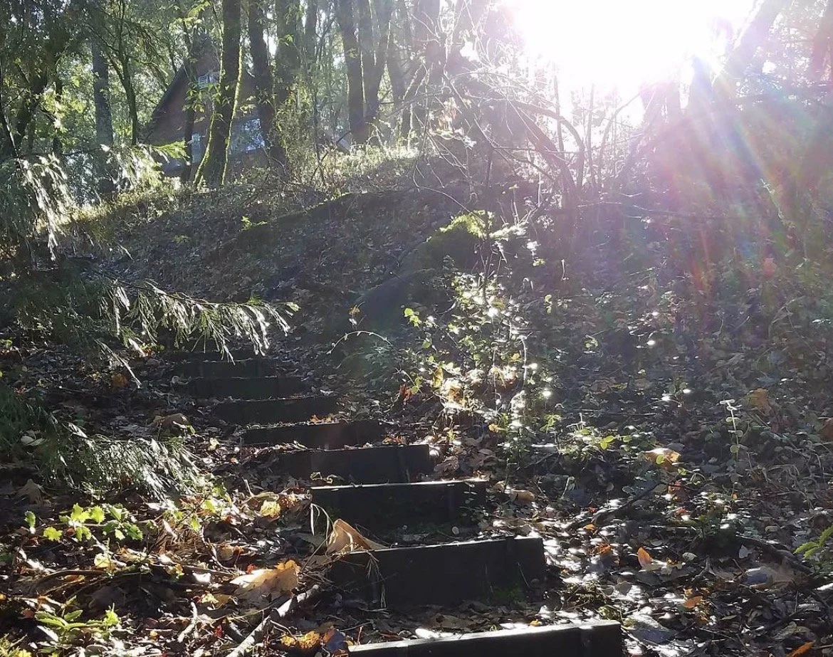 Sunlight shining through trees onto a forest trail with overgrown steps covered in leaves and moss.