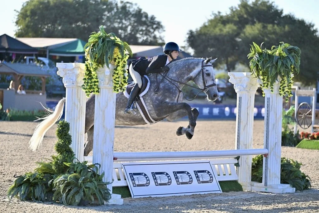 A rider in a black helmet and riding outfit guides a gray horse over a show jumping obstacle decorated with plants and white columns, outdoors during a competition.