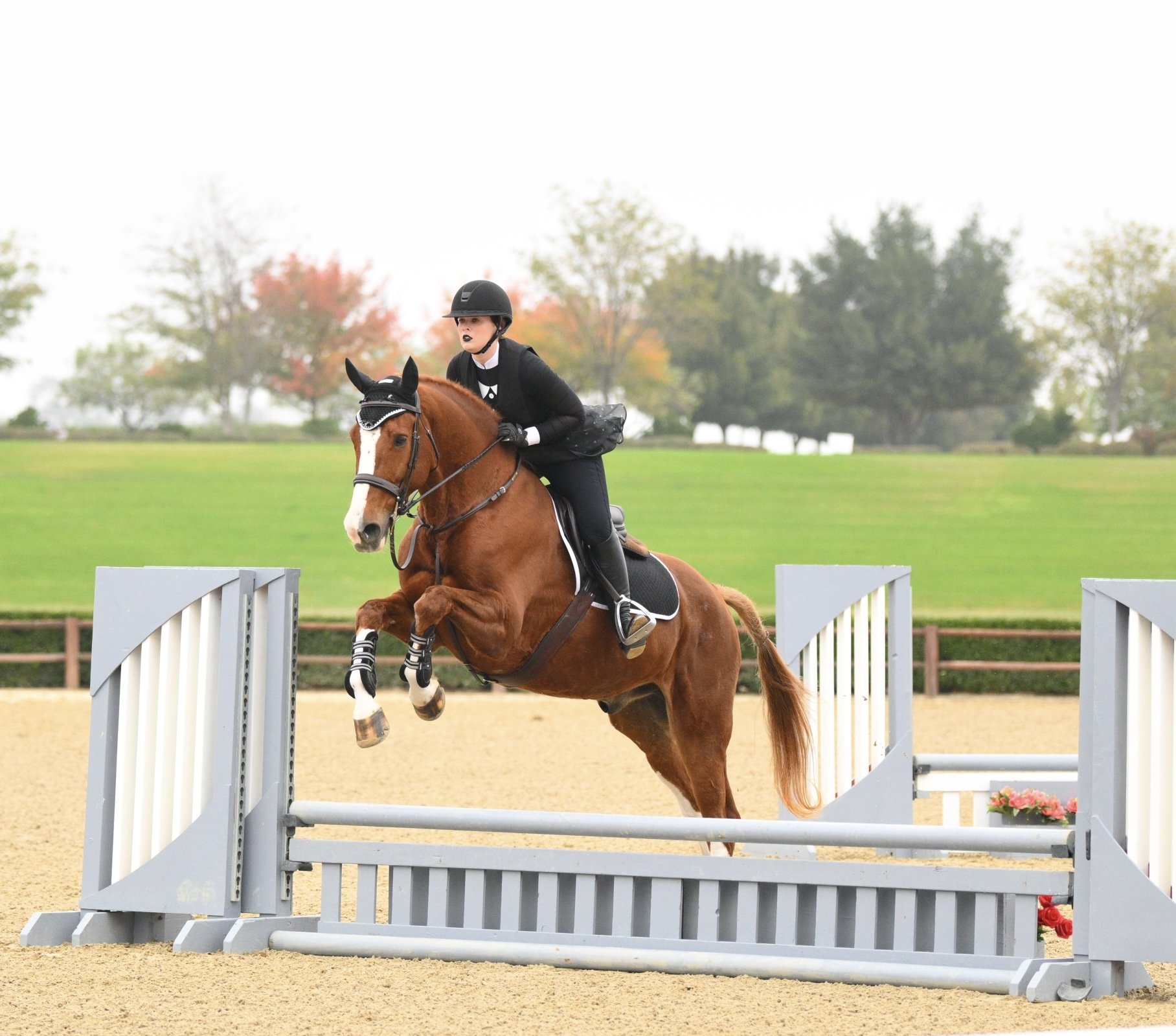 A female equestrian dressed in black riding attire and a helmet competes in a jumping event, guiding her brown horse over a white obstacle in an outdoor arena with green grass and trees in the background.