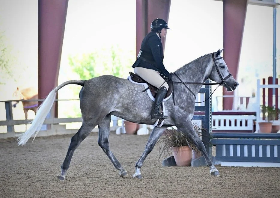 A person riding a gray horse in an indoor equestrian arena, with show jumping obstacles nearby.