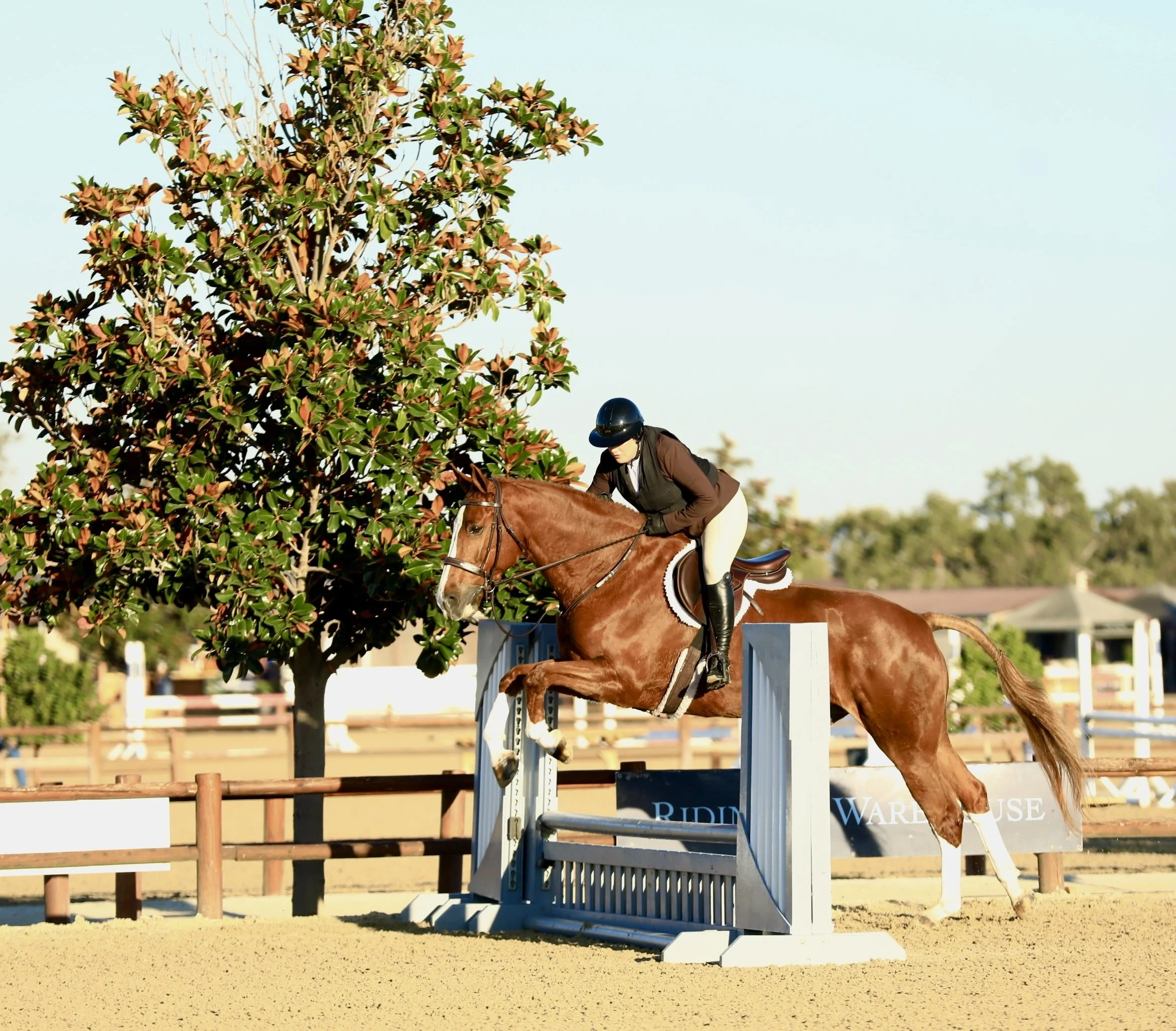 A person riding a brown horse over a show jumping obstacle in an outdoor equestrian arena. The obstacle is painted blue and white, and a large tree with green and reddish leaves is in the background.