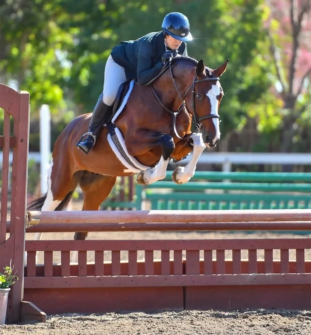A person riding a horse over jumps in the hunter ring at a horse show