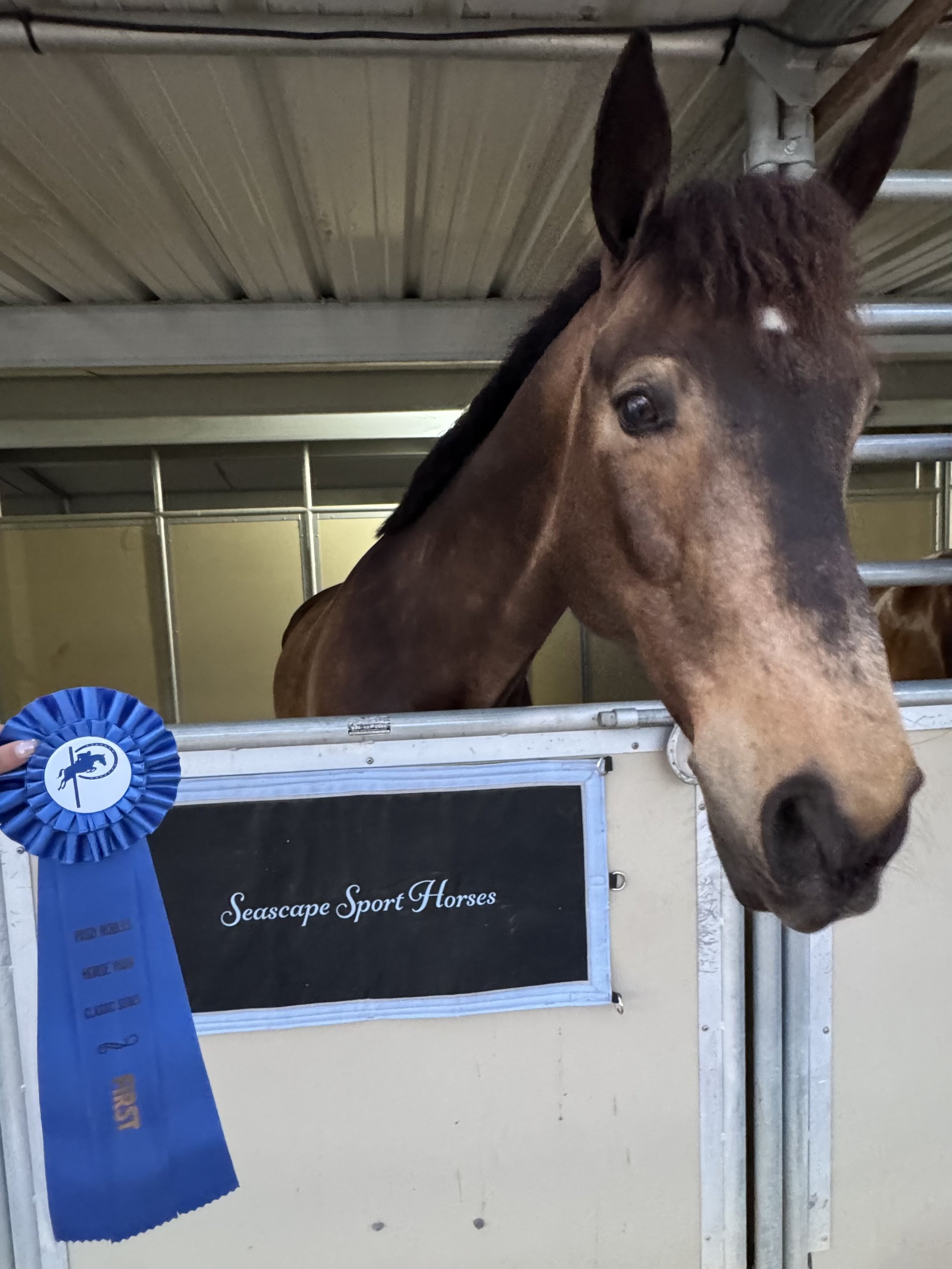 A brown horse with a black mane standing in a stall, with a blue ribbon hanging from the stall bar and a dark sign with white text that reads 'Seascape Sport Horses'.