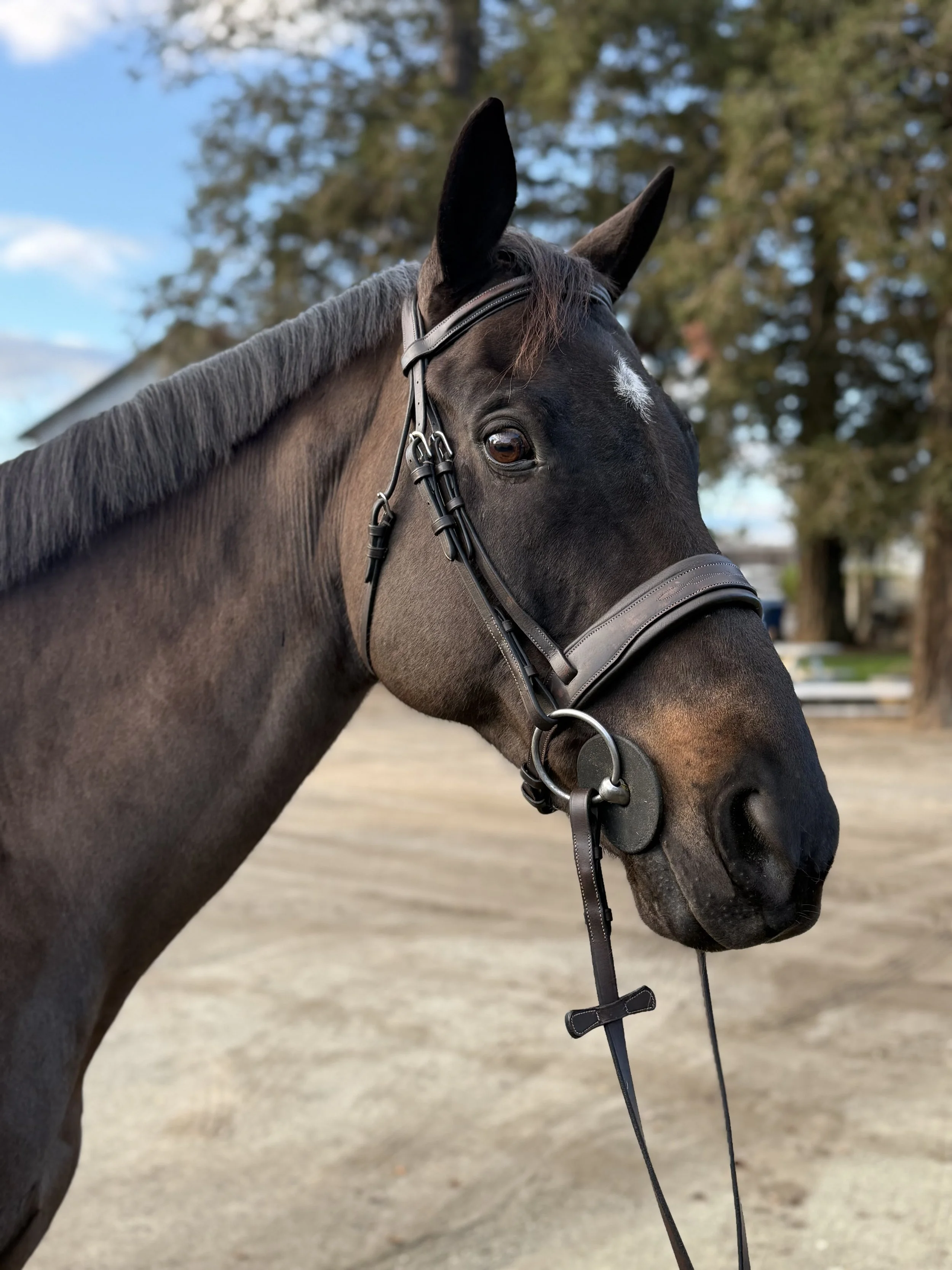 Close-up of a black horse with a bridle, standing outdoors with trees and a barn in the background.