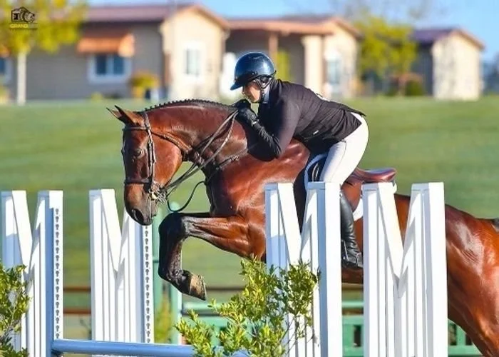 Photos of Seascape Sport Horses riders competing in hunters, jumpers, and equitation on the A-circuit in Gilroy, CA and across NorCal.