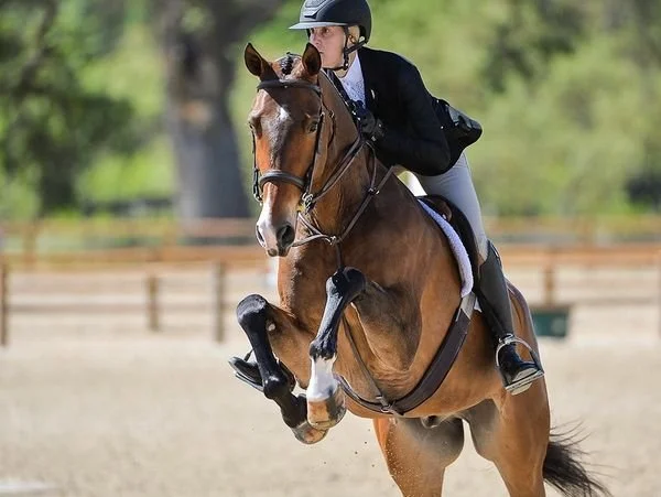 Photos of Seascape Sport Horses riders competing in hunters, jumpers, and equitation on the A-circuit in Gilroy, CA and across NorCal.