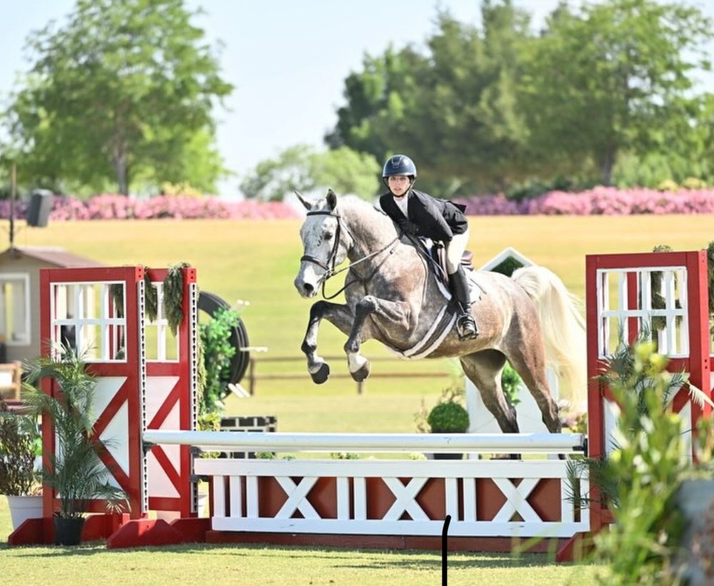 A person in riding gear riding a gray horse over a show jumping obstacle outdoors on a sunny day.