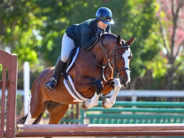 Photos of Seascape Sport Horses riders competing in hunters, jumpers, and equitation on the A-circuit in Gilroy, CA and across NorCal.