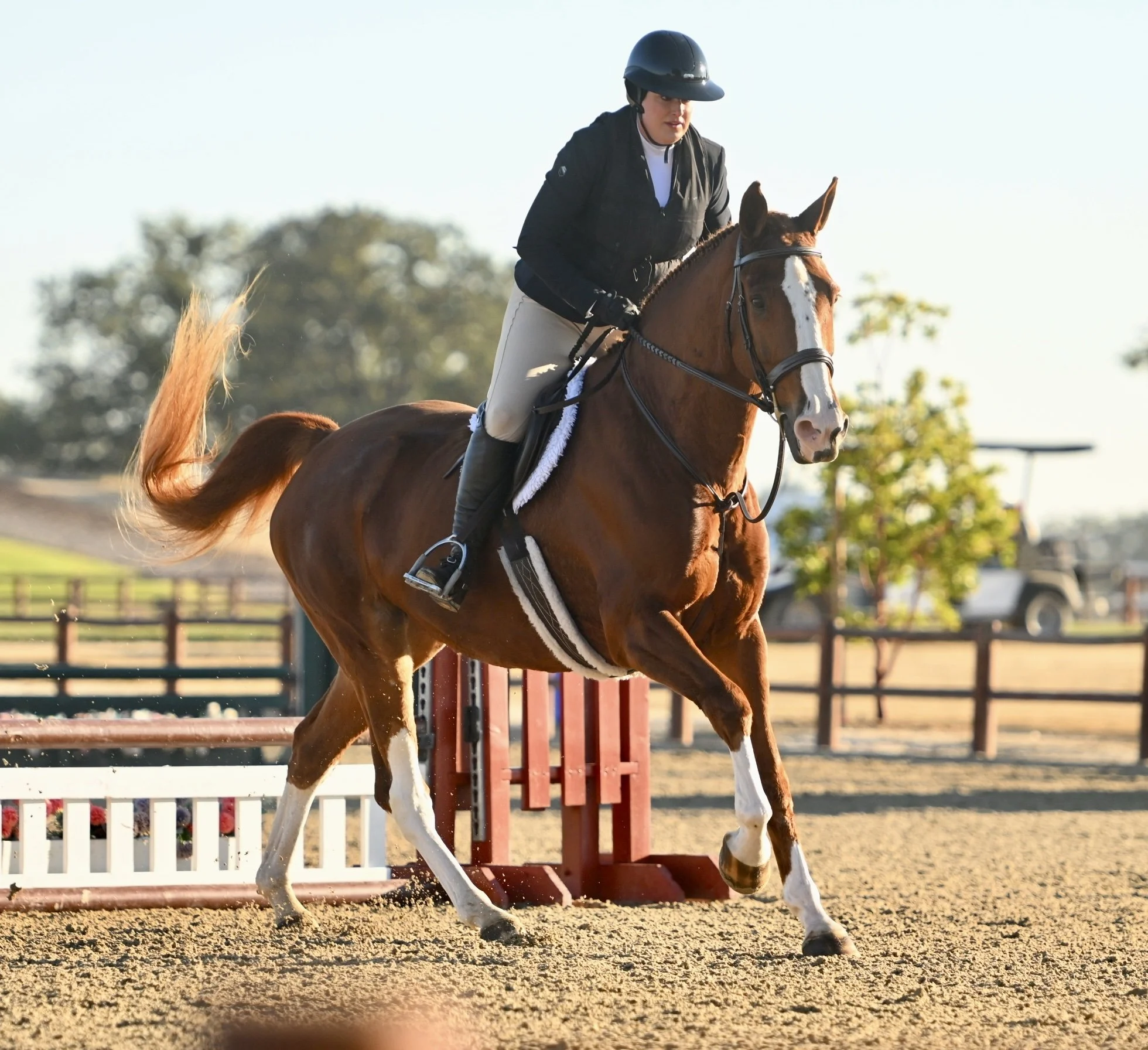 A person riding a brown horse over a jumping obstacle in an outdoor equestrian arena. The rider is wearing a black helmet, black jacket, and beige riding pants. The horse is equipped with a bridle and saddle, and the background shows trees and a fence.
