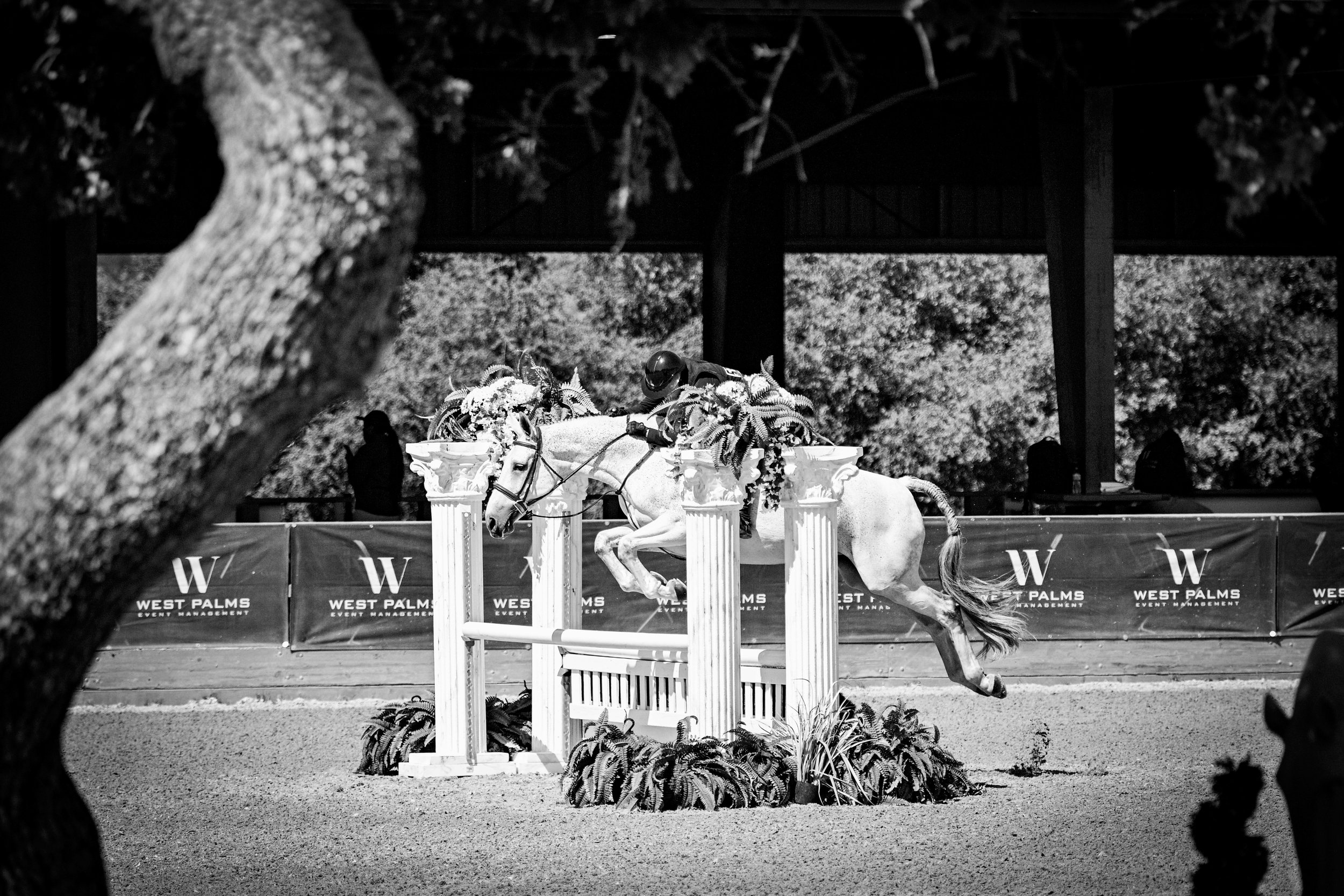Photos of Seascape Sport Horses riders competing in hunters, jumpers, and equitation on the A-circuit in Gilroy, CA and across NorCal.