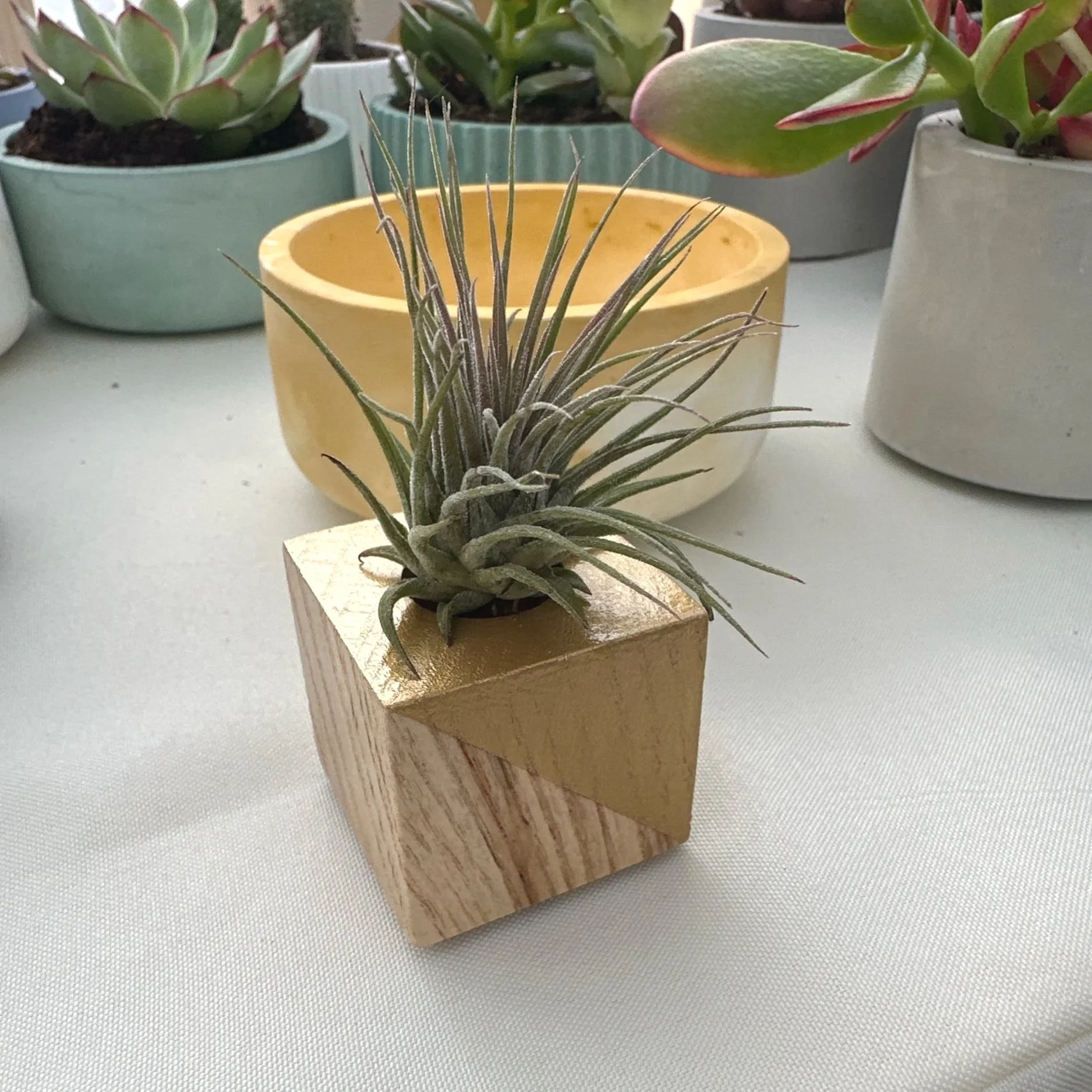 Air plant with wood holder