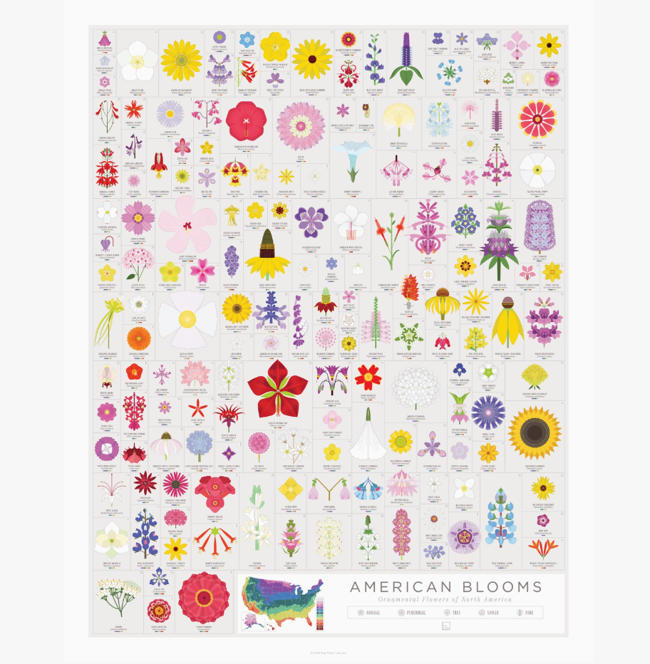 American Flowers | 16" X 20" Print