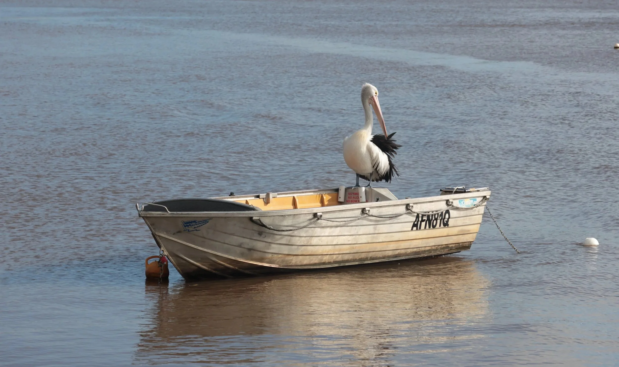 A white pelican with a long pink bill is perched on a small boat floating on calm water. The boat has some text on the side and is tethered to a buoy.