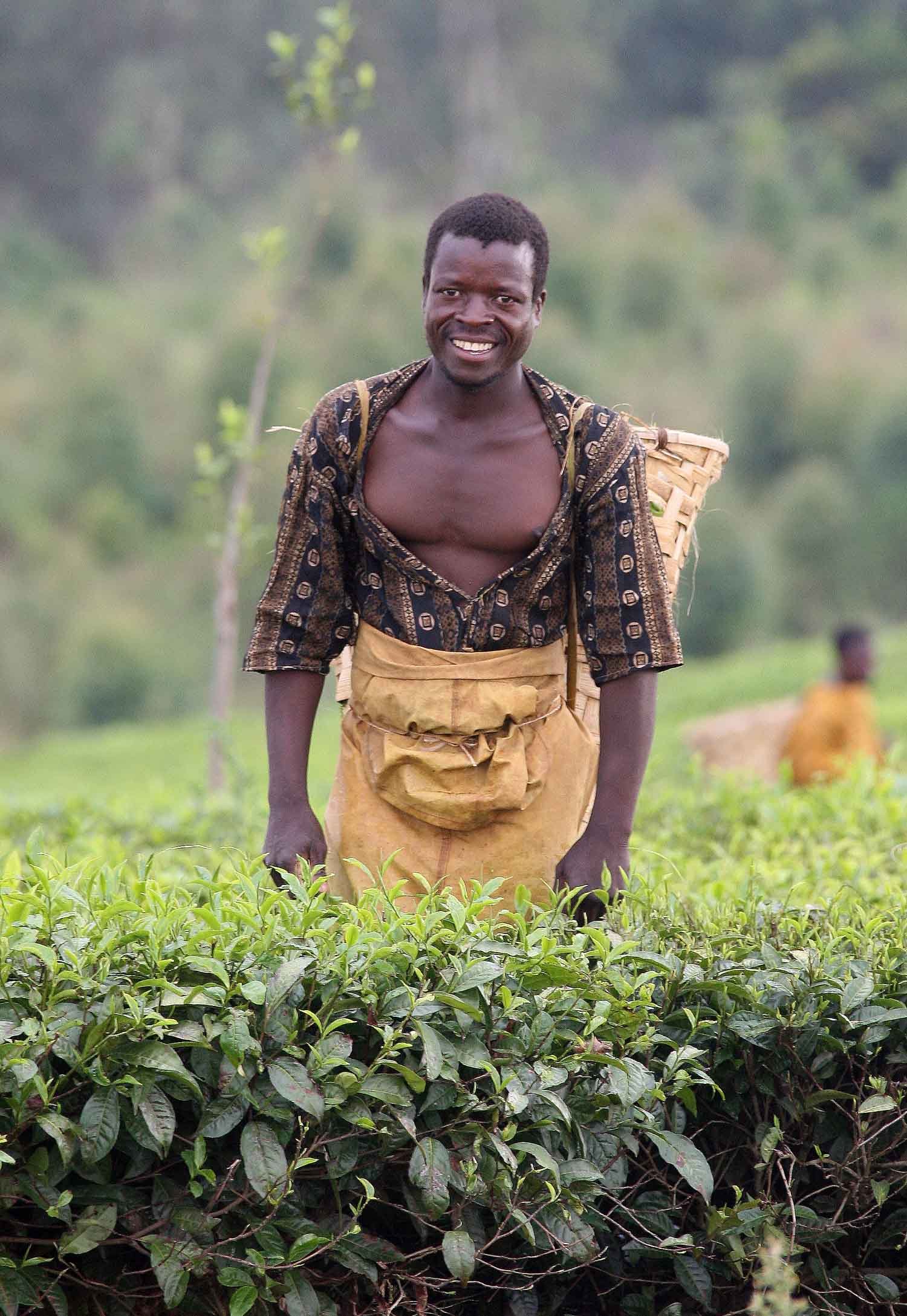 A man in a patterned shirt and tan apron standing in a lush green field of tea plants, smiling at the camera with a blurred natural background.