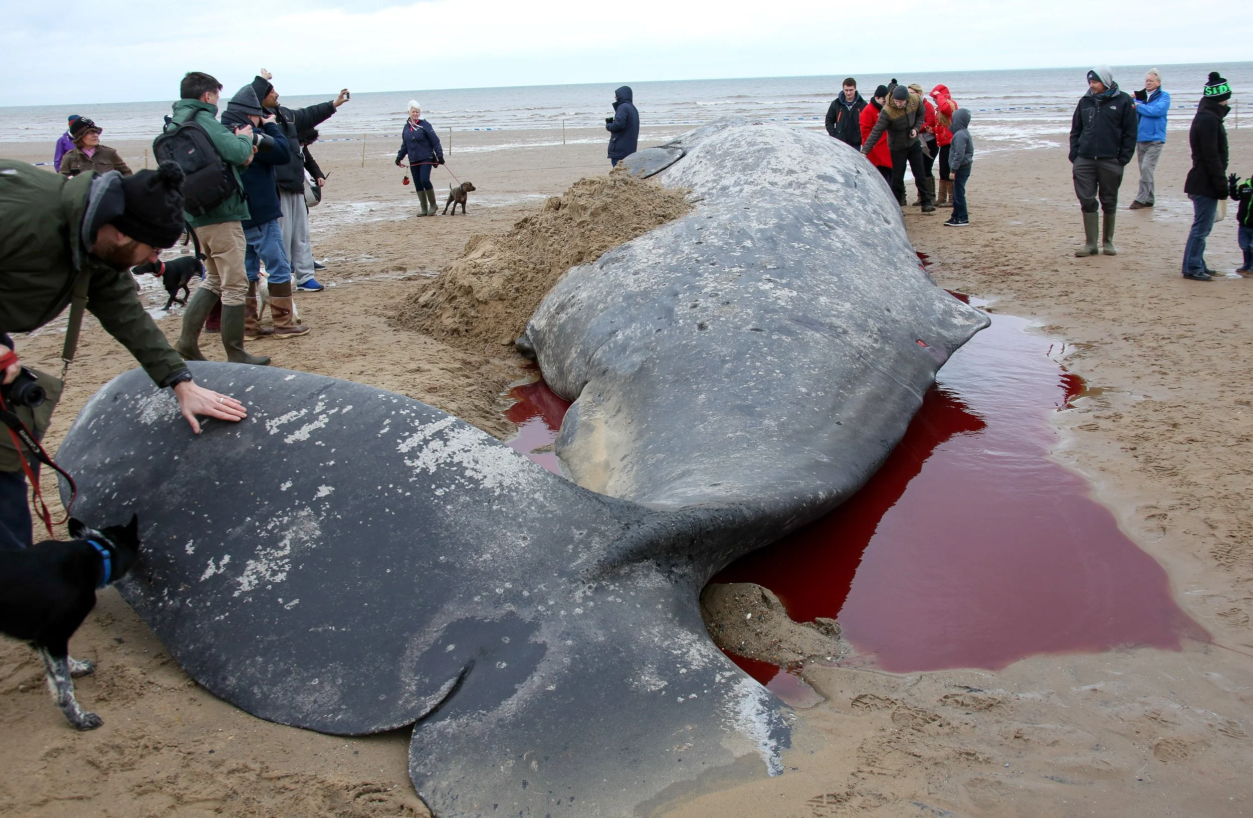 A 30 foot sperm whale washed up on Hunstanton beach Norfolk January 2016