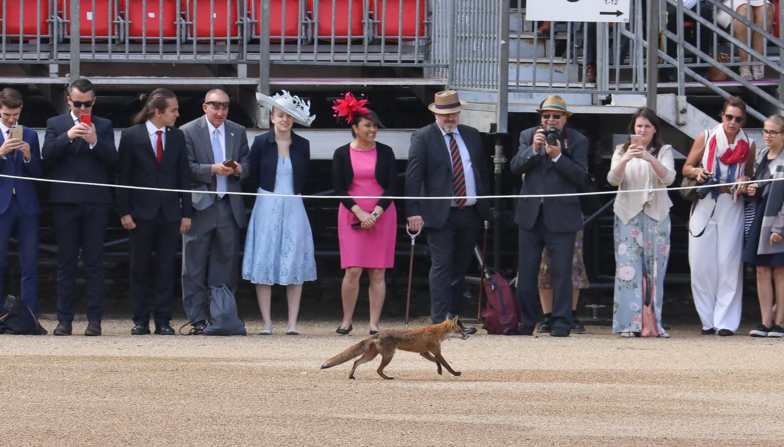 A group of people dressed in formal and fashionable clothing, some wearing hats, are standing behind a barrier at a public event. There is a fox walking in the foreground.