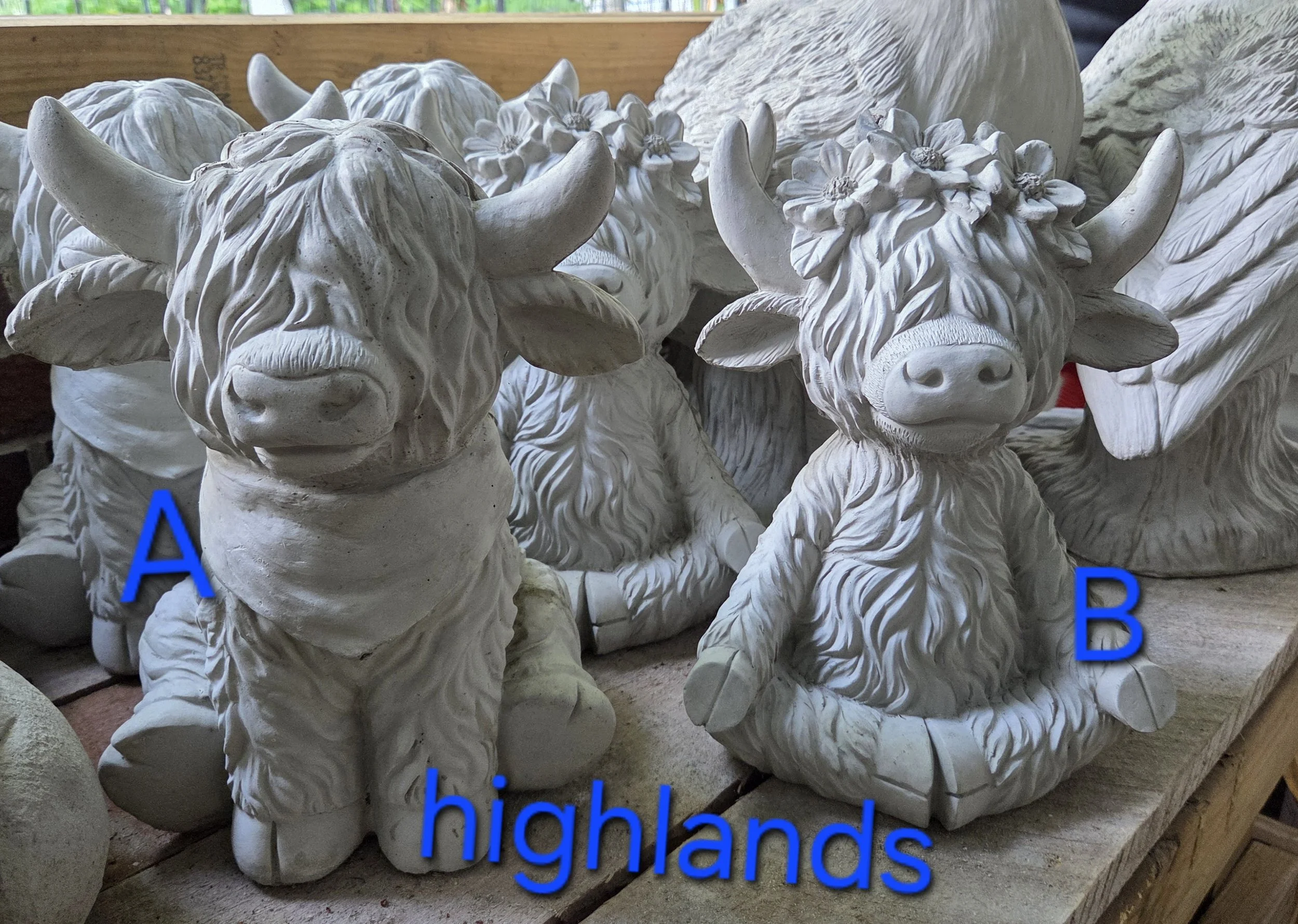Highland Cows