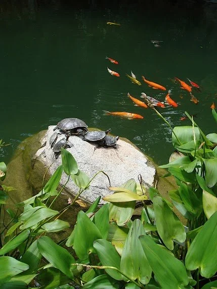 Fish and Turtles 2.JPG