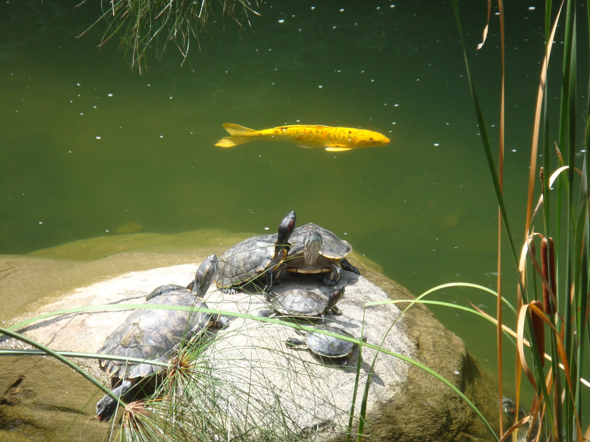 Fish and Turtles 1.JPG