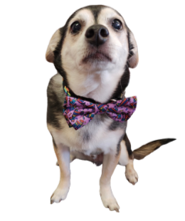 Small dog with a colorful bowtie looking at the camera.