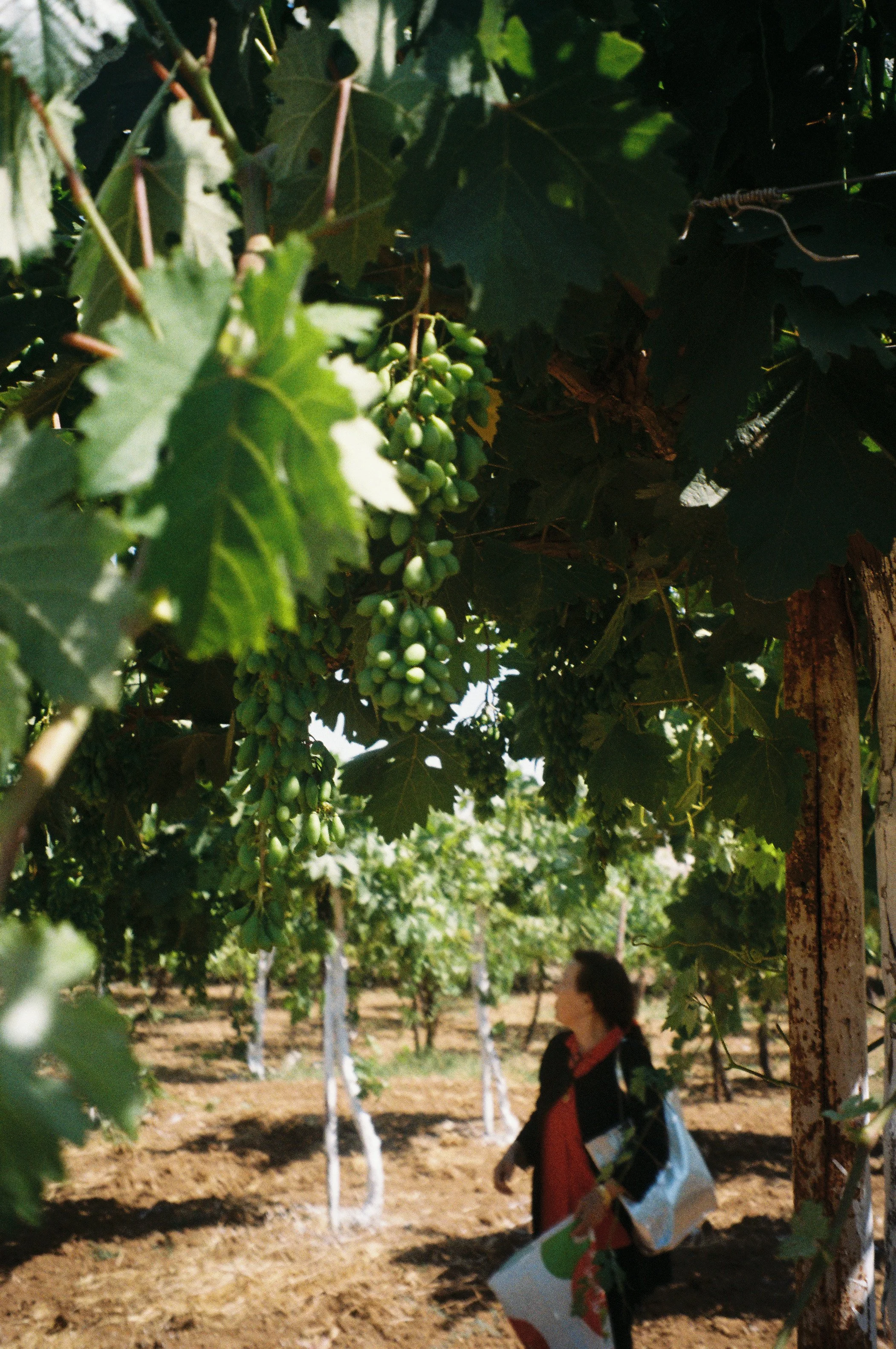Dr. Miryam, Mental Health and Woman's Rights Advocate, in Her Grape Vines