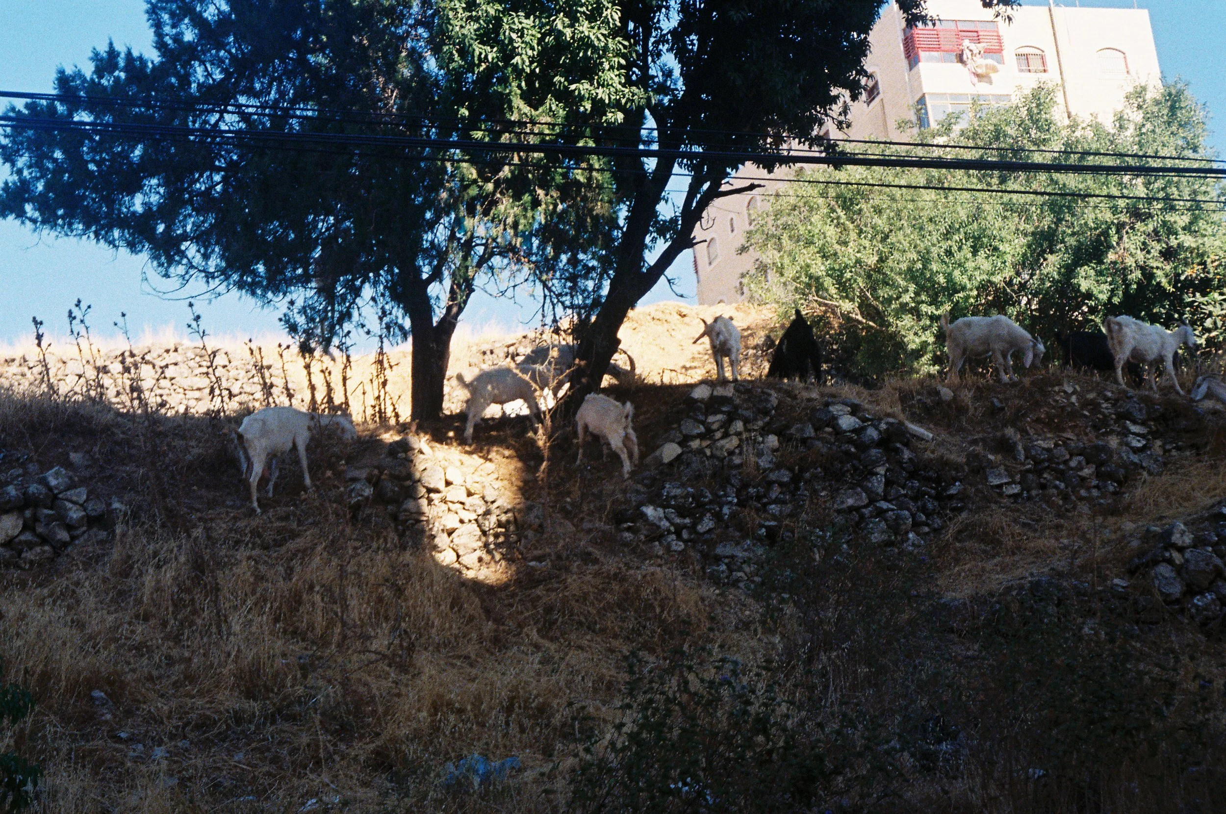 Goats on a Hill