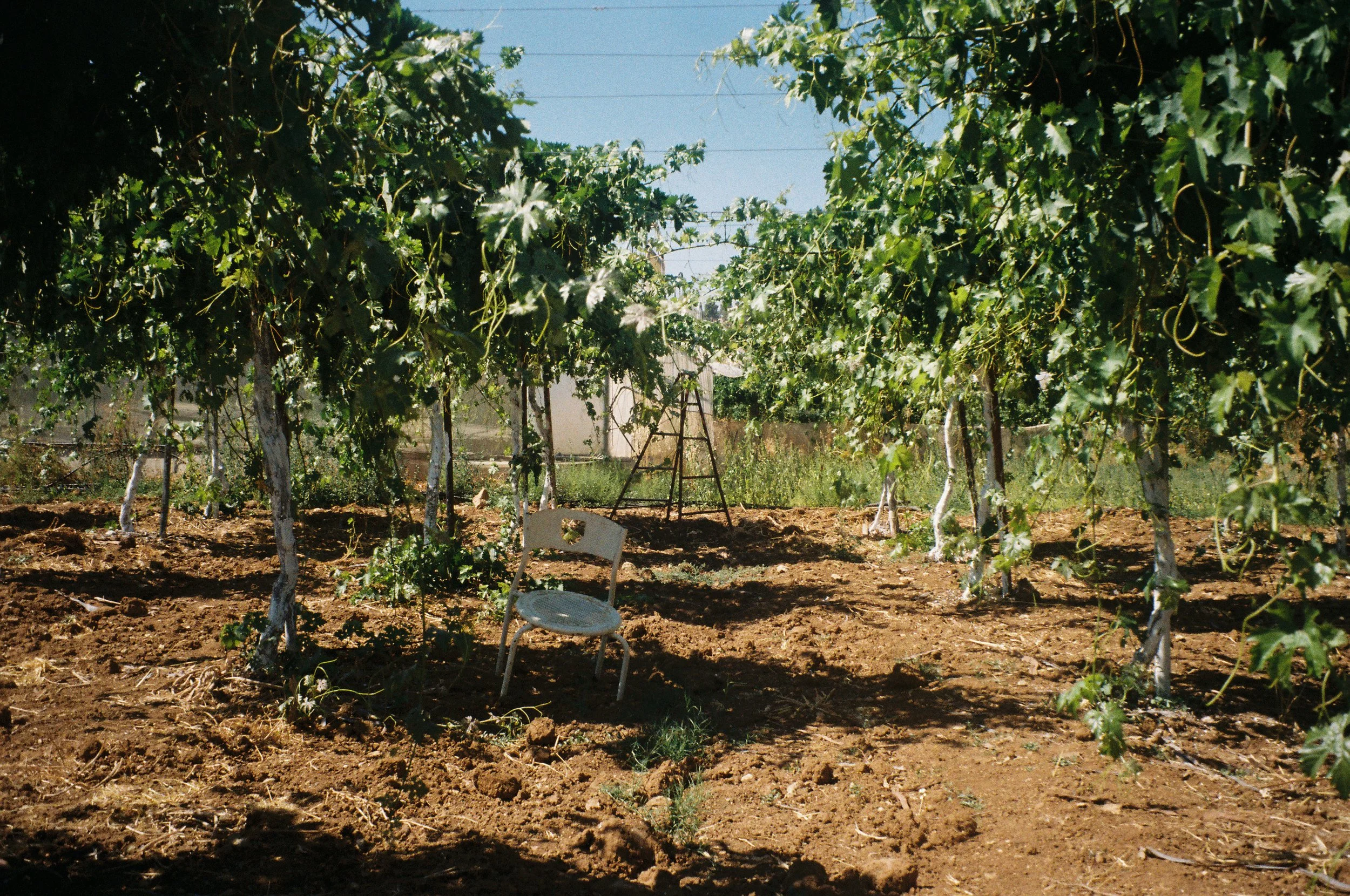 Grape Vines on Dura Farm