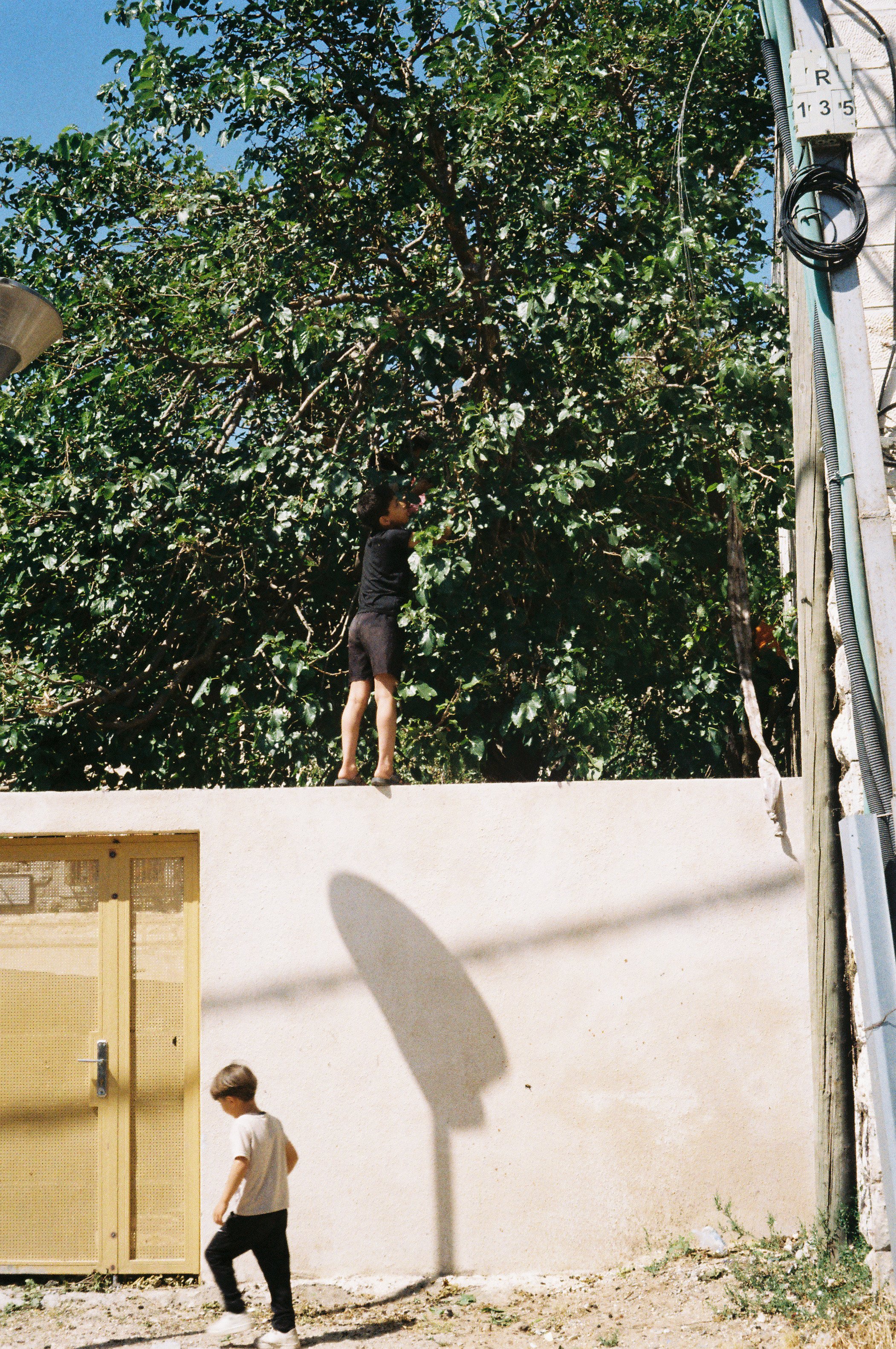 Boys Pick Fruit From Tree