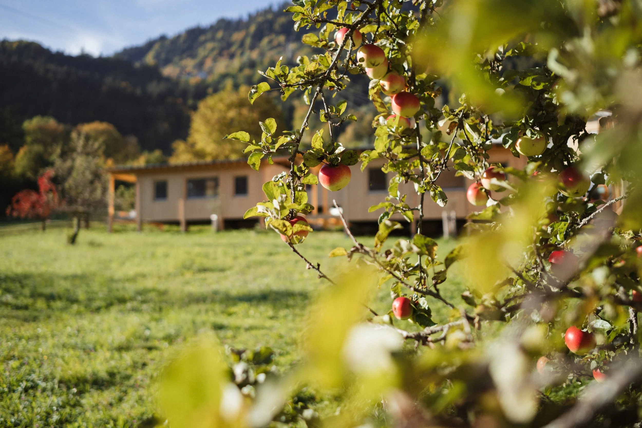 Äpfel hängen an einem Ast eines Apfelbaums im Garten, im Hintergrund ein Haus und Berge, im Sonnenschein.